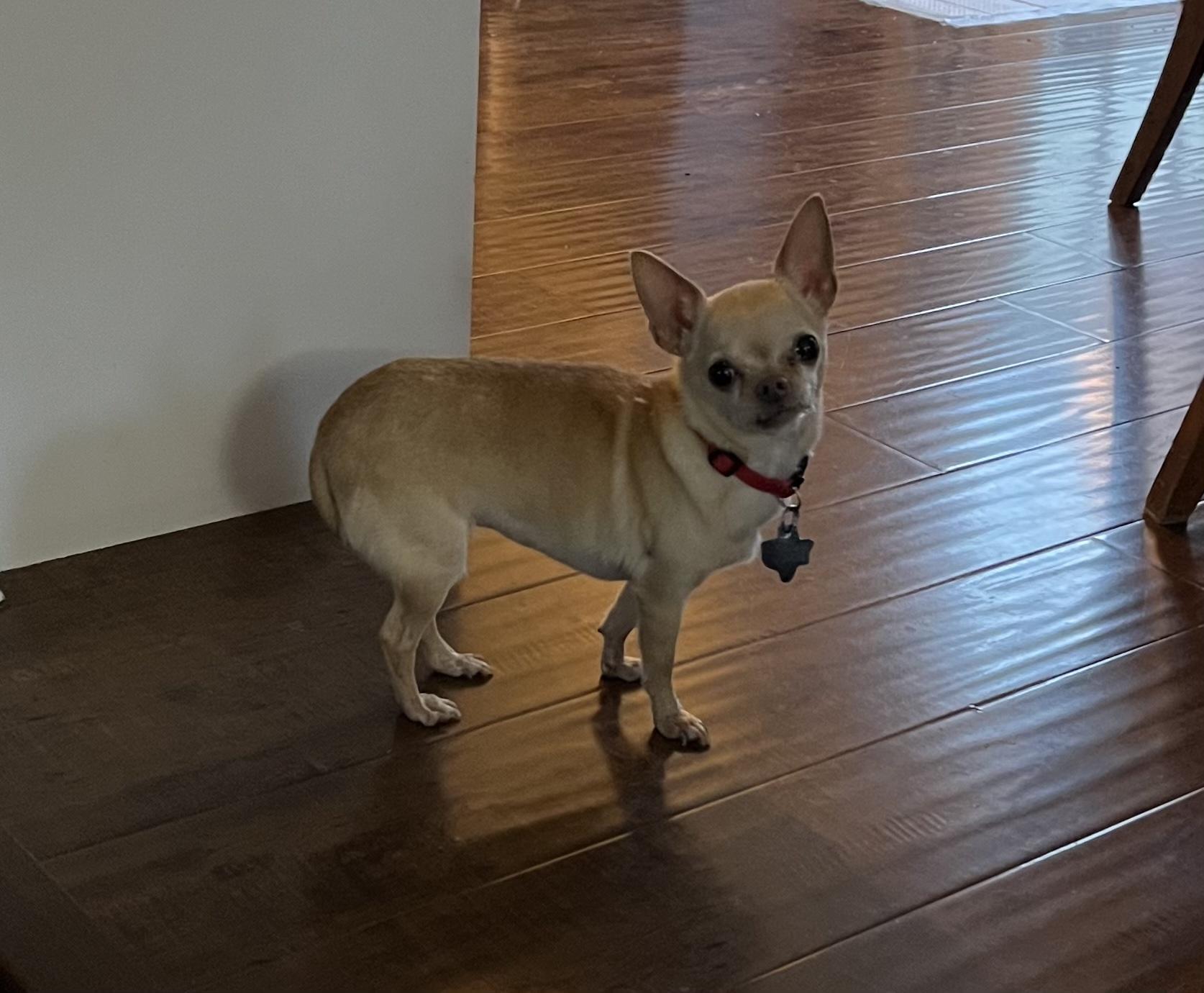 Mya - Recommended as an Only Dog, a ADOPTABLE Chihuahua in Plano, TX image 1/4