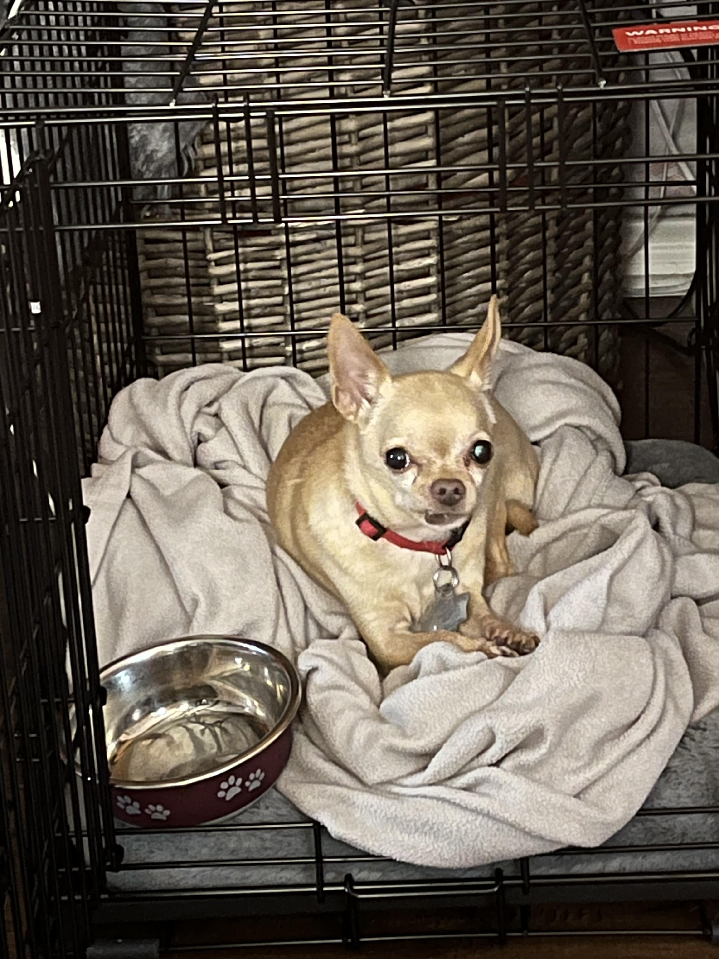 Mya - Recommended as an Only Dog, a ADOPTABLE Chihuahua in Plano, TX image 4/4
