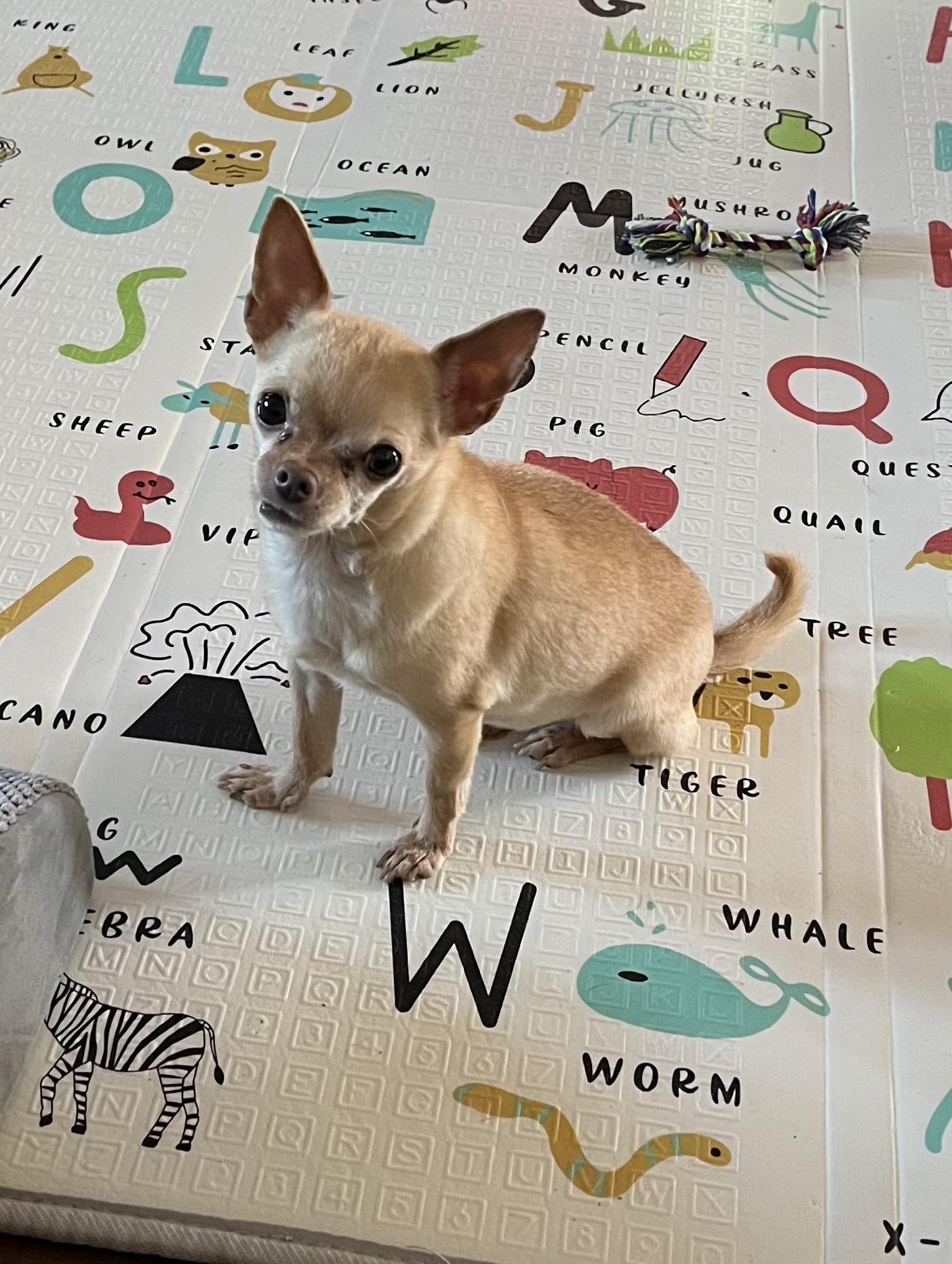 Mya - Recommended as an Only Dog, a ADOPTABLE Chihuahua in Plano, TX image 2/4