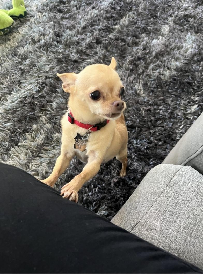 Mya - Recommended as an Only Dog, a ADOPTABLE Chihuahua in Plano, TX image 3/4