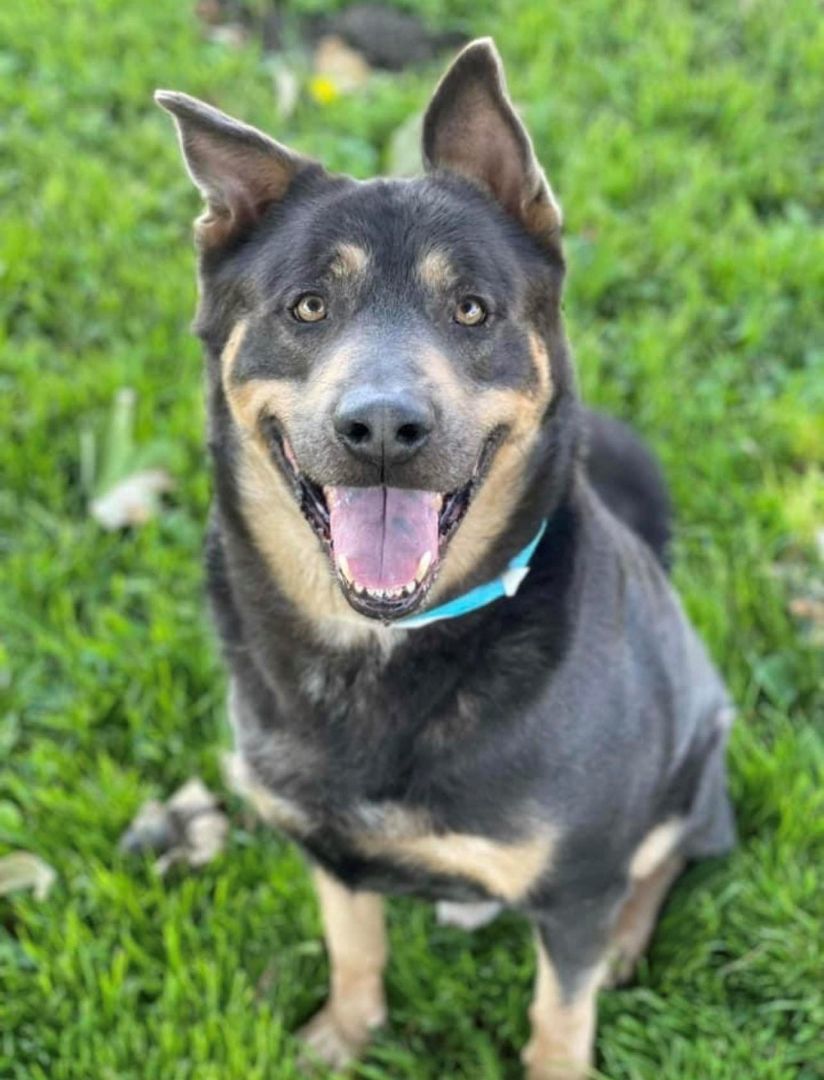 Enlarge Chunks, a Adoptable mixed breed in Las Vegas, NV image 1/1
