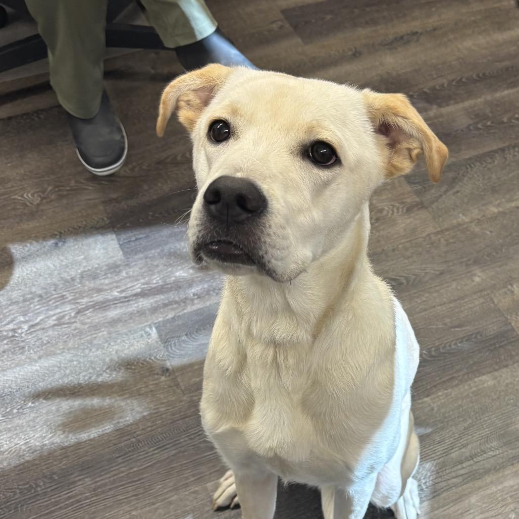 Jar Jar Binks, Adoptable, Young Female Labrador Retriever & Pit Bull Terrier.