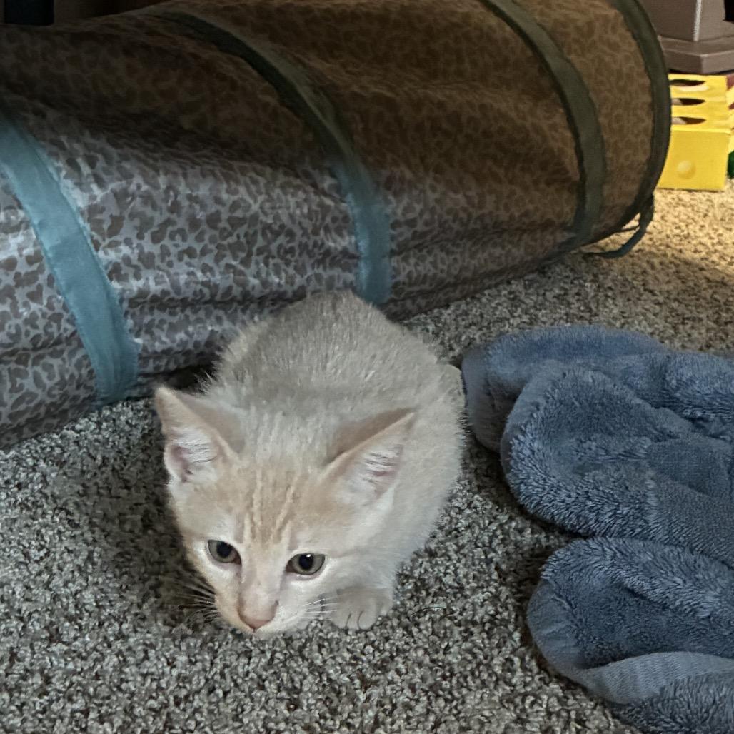 Fizz, Adoptable, Young Male Domestic Short Hair.