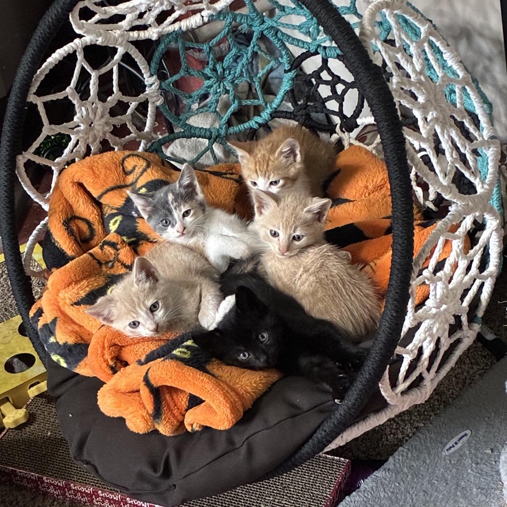 Enlarge Fizz, a Adoptable Domestic Short Hair in Ferndale, WA image 2/5