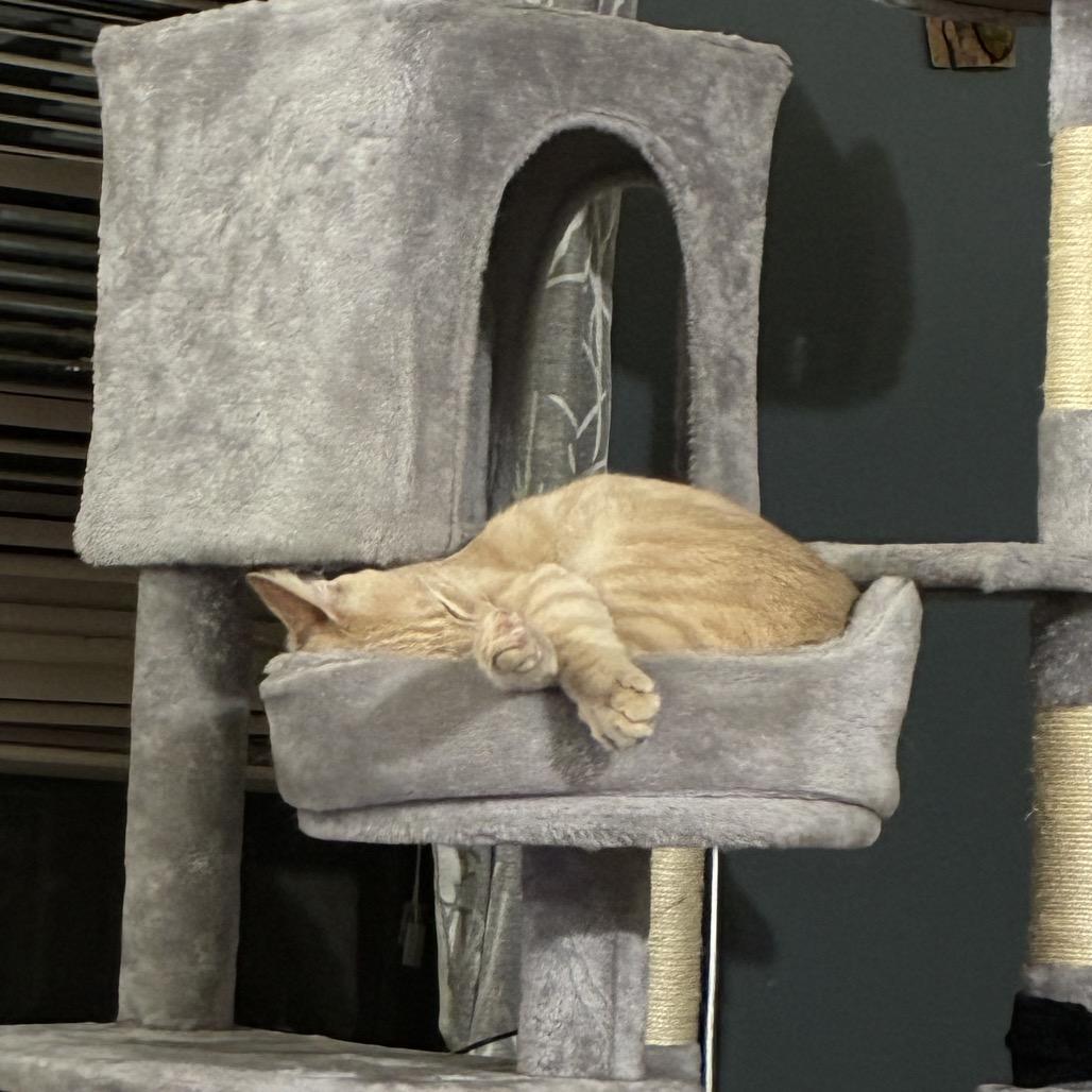 Fizz, a Adoptable Domestic Short Hair in Ferndale, WA image 1/3