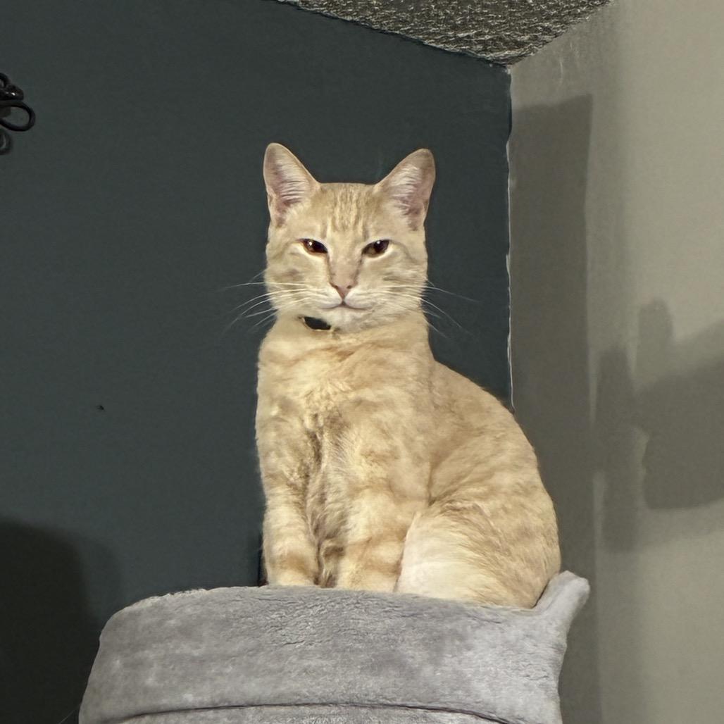 Fizz, a Adoptable Domestic Short Hair in Ferndale, WA image 2/3