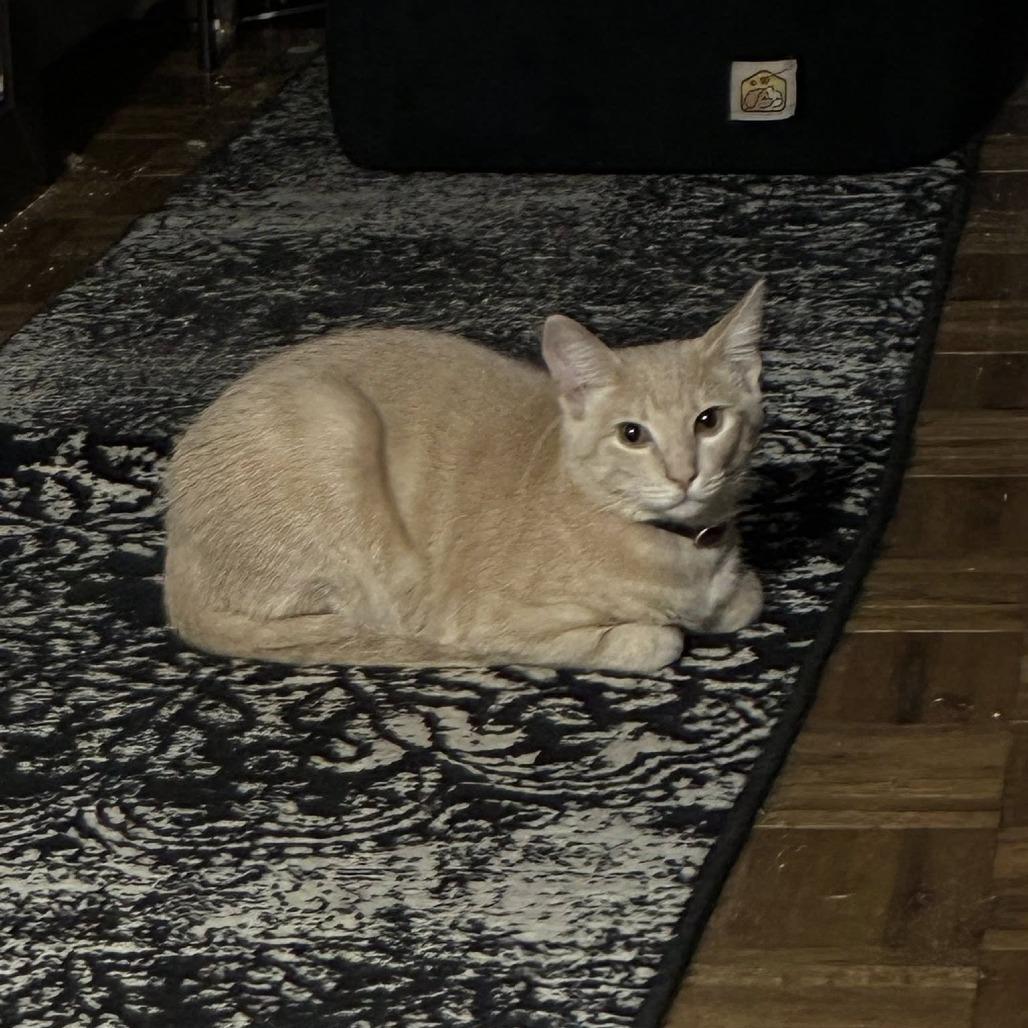 Enlarge Fizz, a Adoptable Domestic Short Hair in Ferndale, WA image 5/5