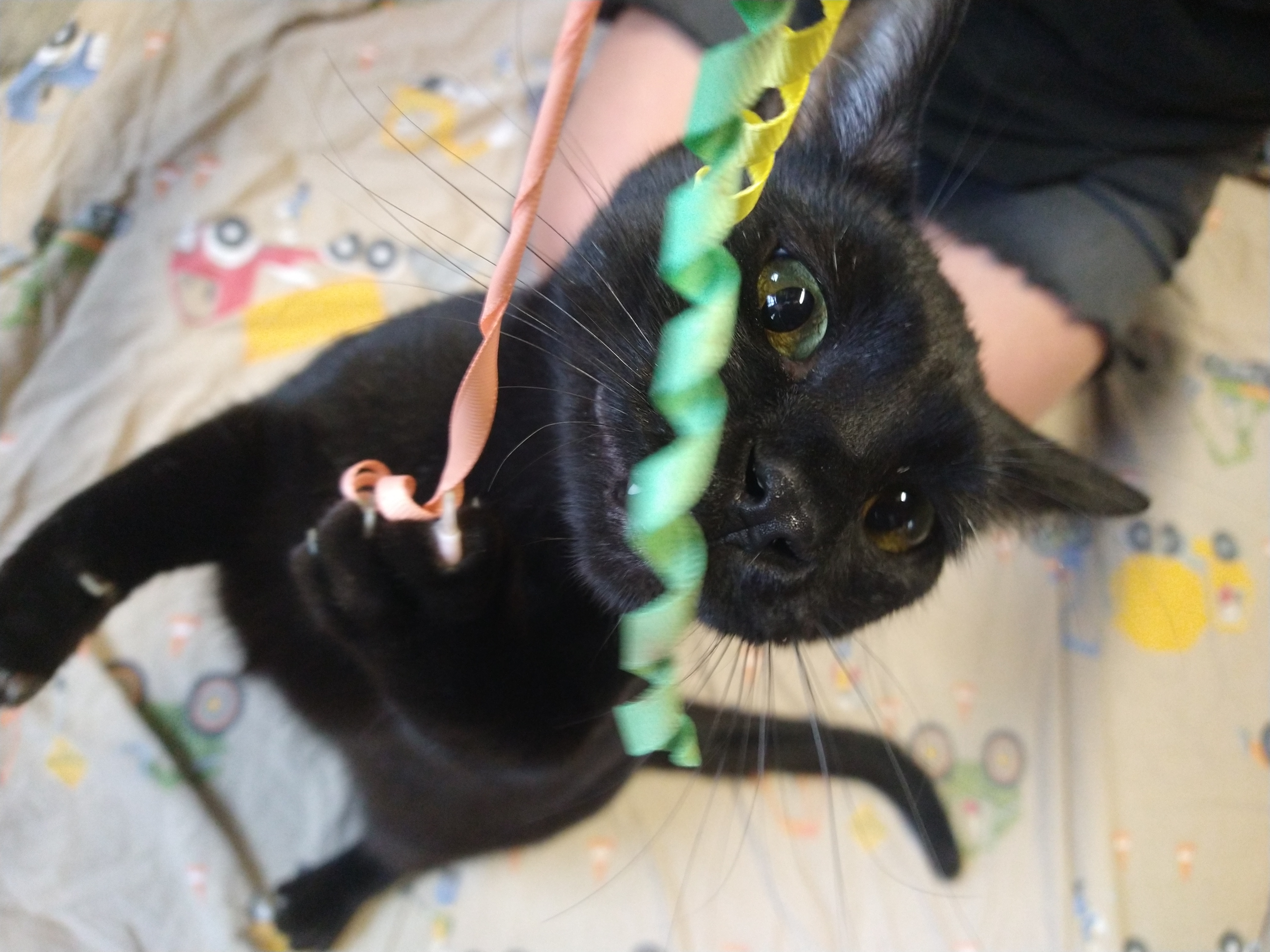 Bon bon, a Adoptable mixed breed in Fair Oaks, IN image 4/4