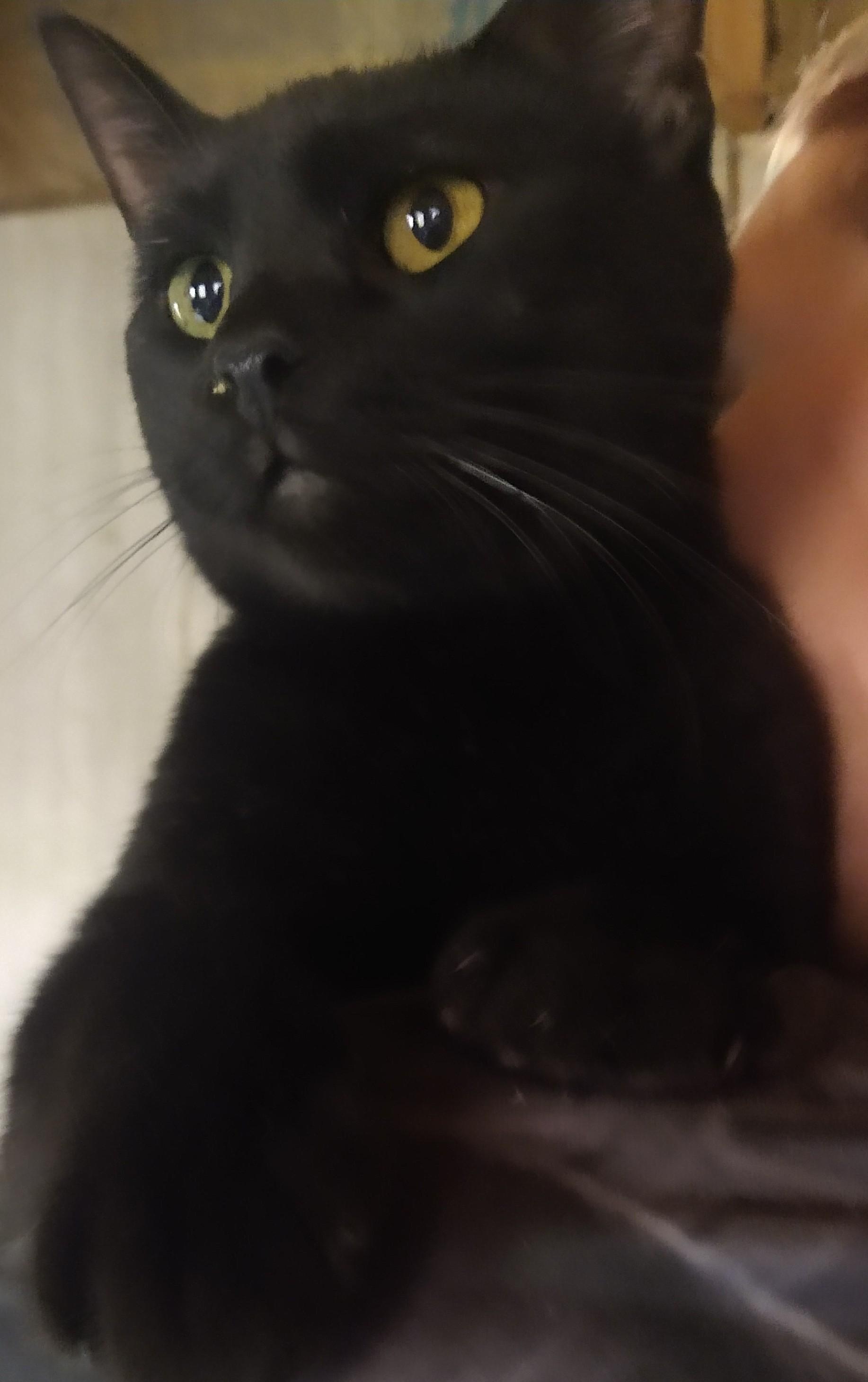 Bon bon, a Adoptable mixed breed in Fair Oaks, IN image 2/4