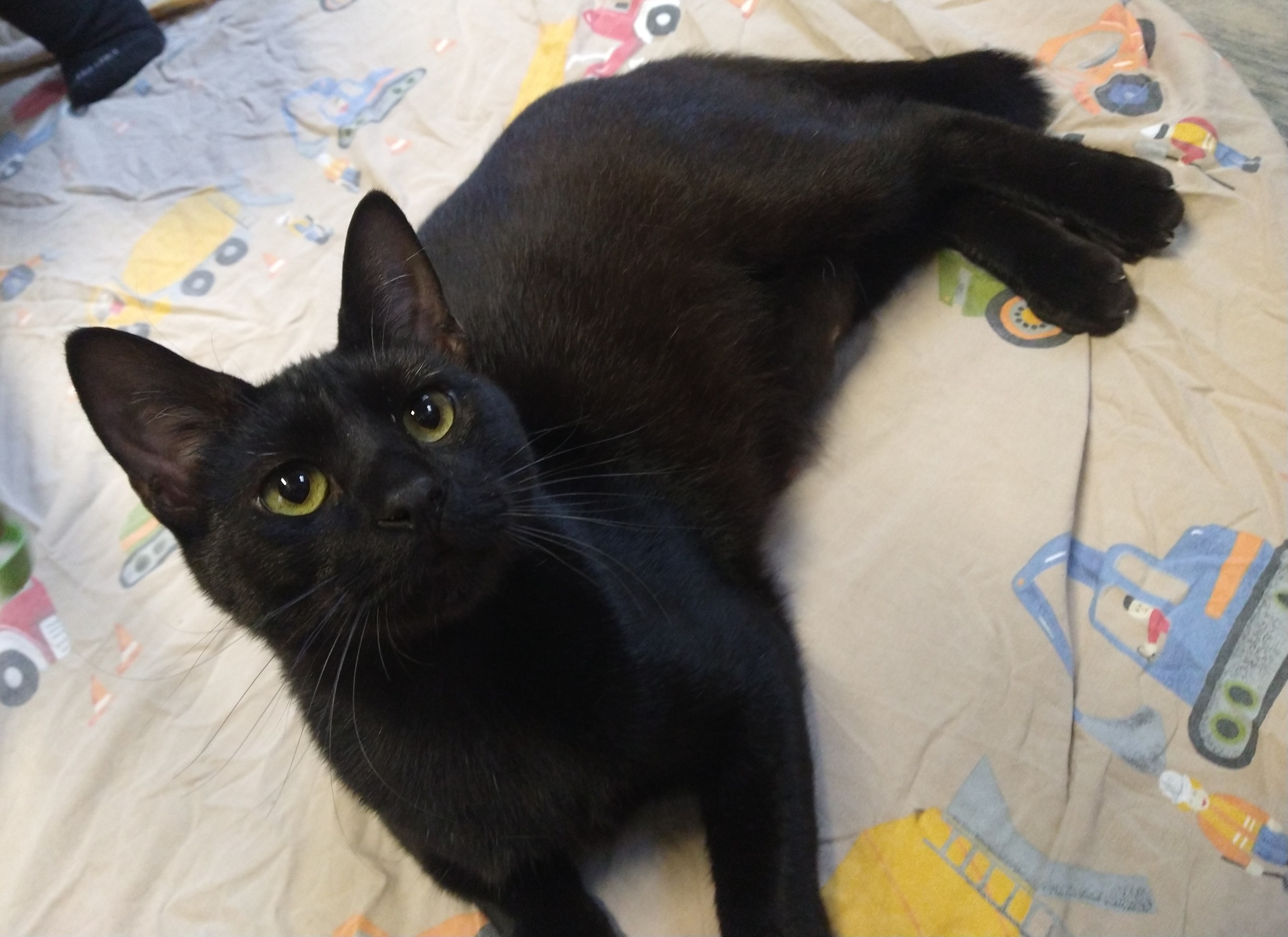 Bon bon, a Adoptable mixed breed in Fair Oaks, IN image 3/4