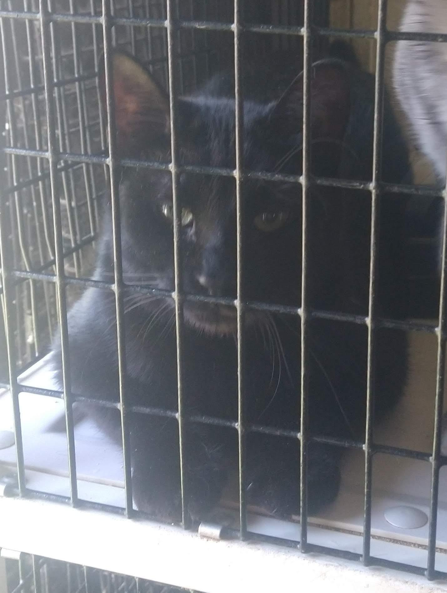 Bon bon, a Adoptable mixed breed in Fair Oaks, IN image 1/4