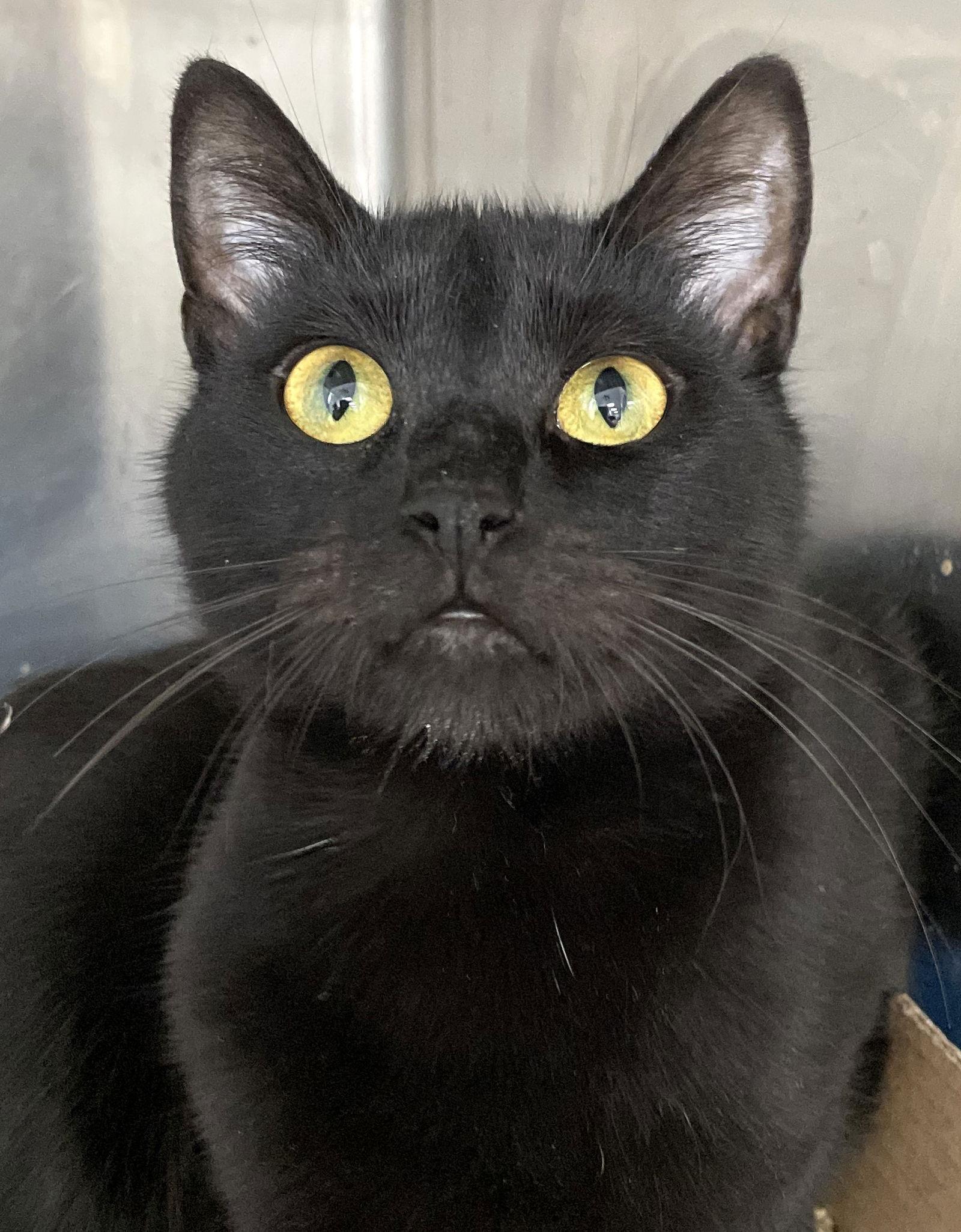 Joline, Adoptable, Young Female Domestic Short Hair.