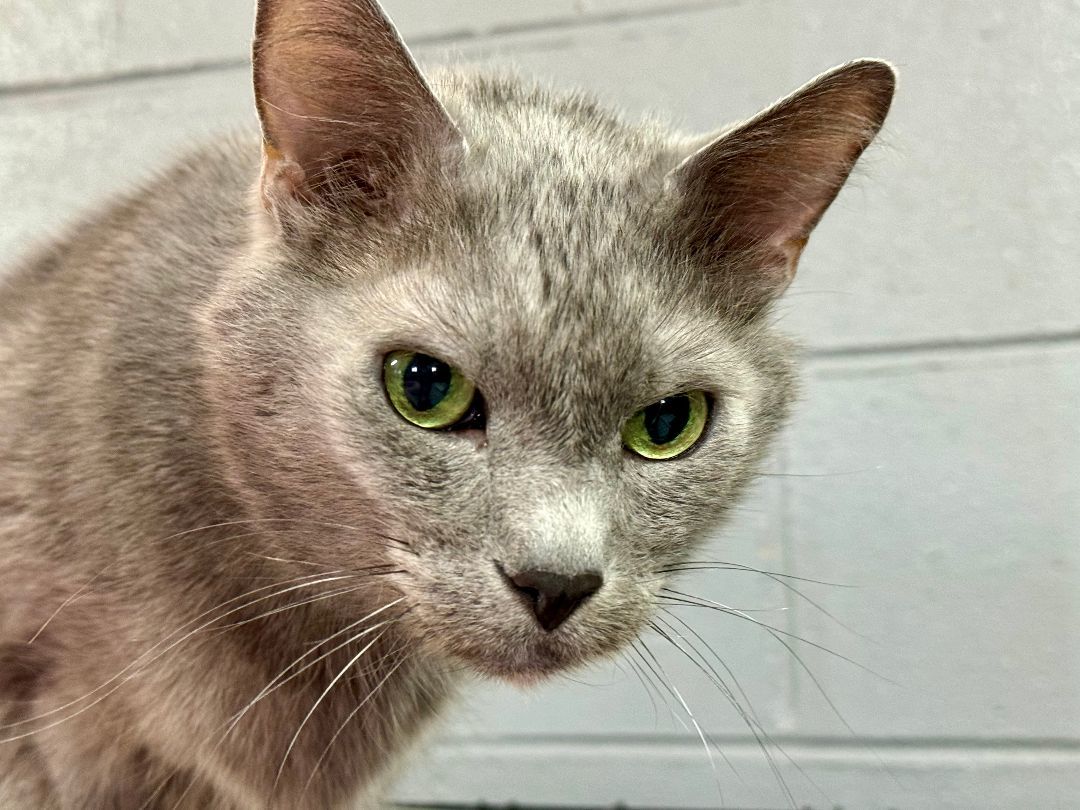 Enlarge Pepper, a Adoptable Domestic Short Hair in Emporia, VA image 1/2