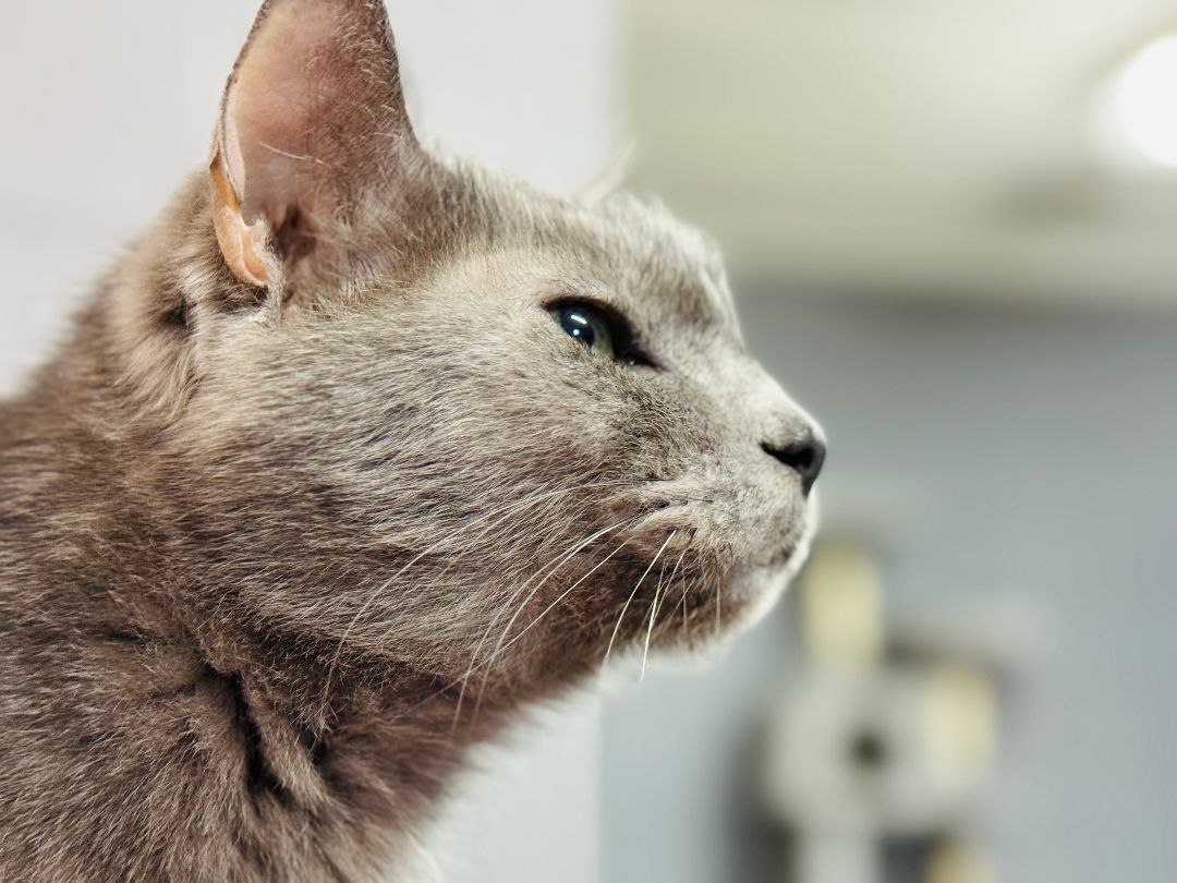 Enlarge Pepper, a Adoptable Domestic Short Hair in Emporia, VA image 2/2