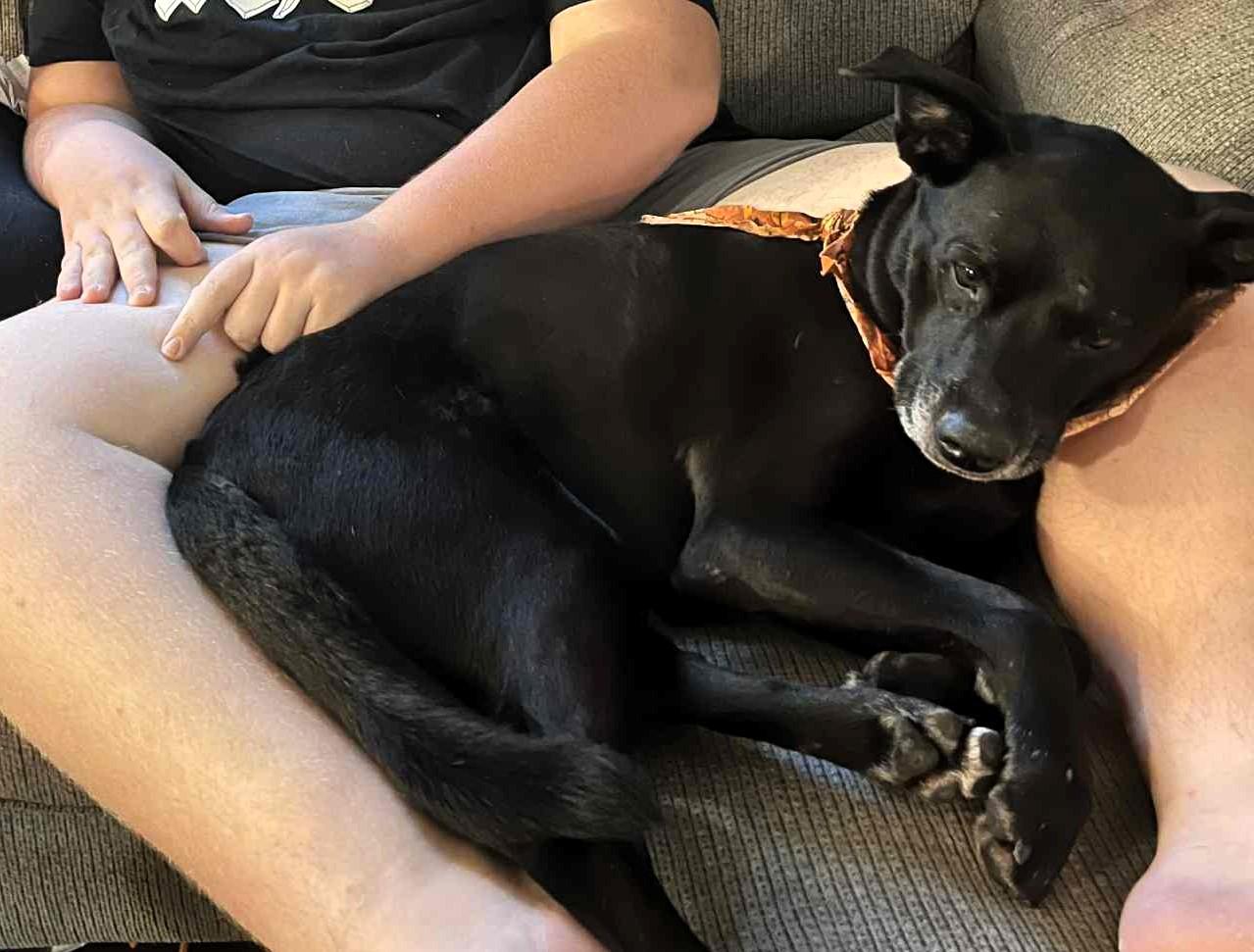 Baer, a Adopted mixed breed in Clarksville, TN image 2/4