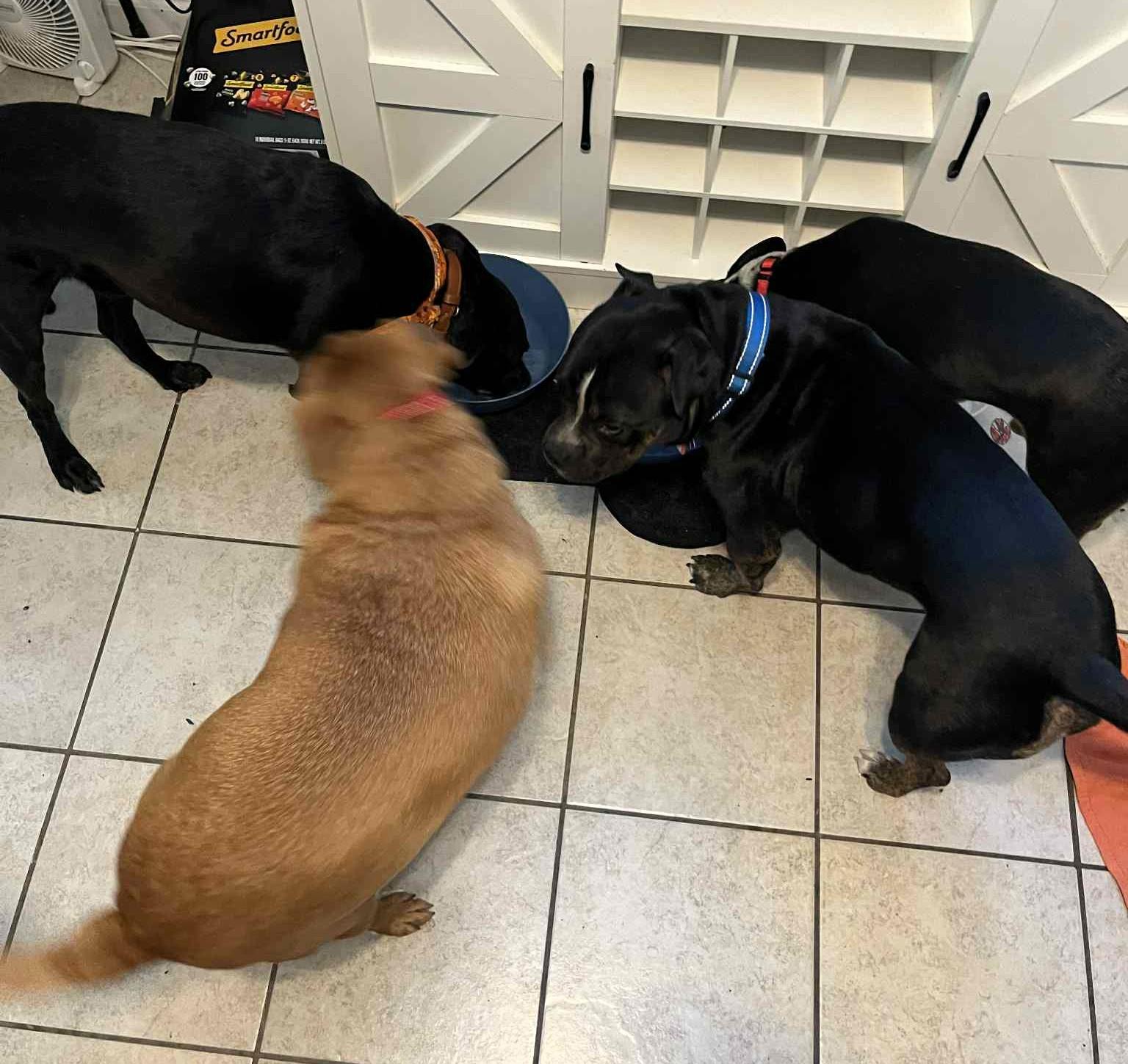 Baer, a Adopted mixed breed in Clarksville, TN image 4/4