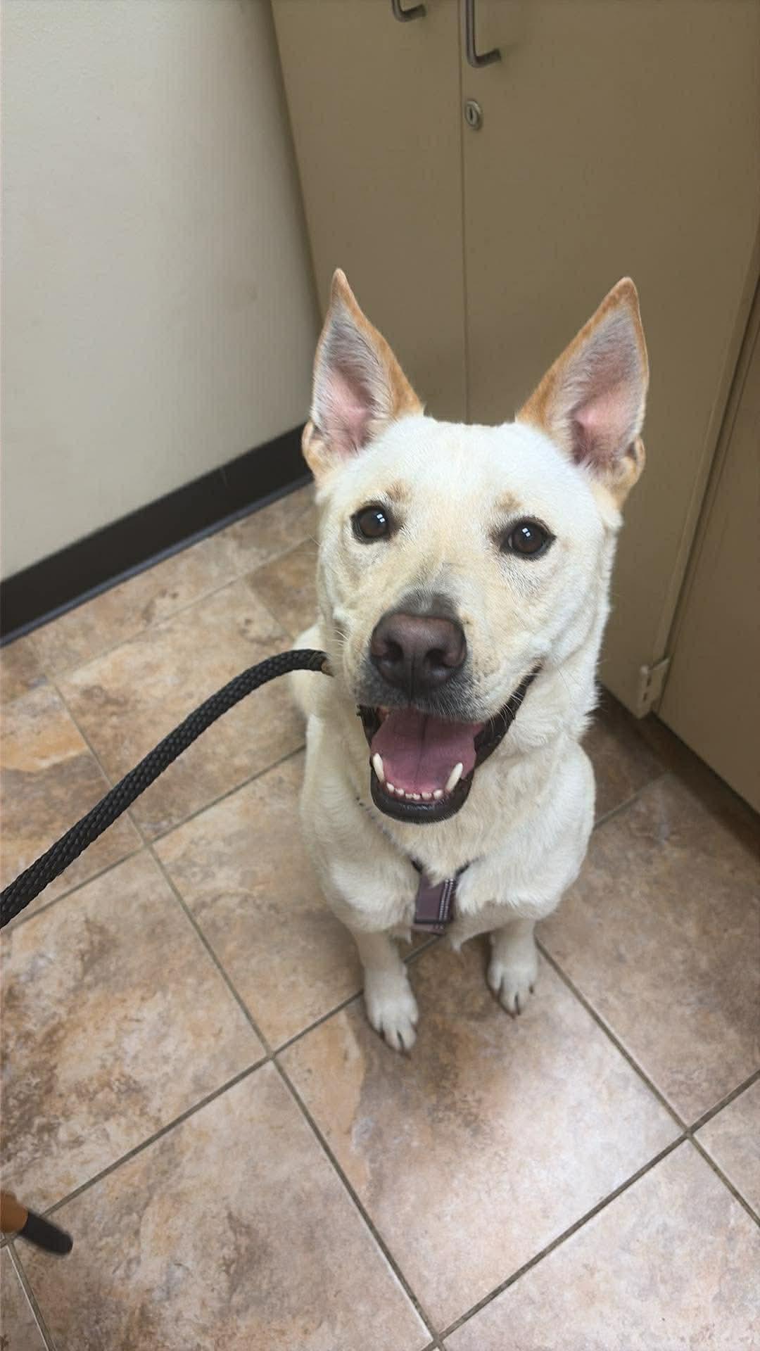 Emmy- Out of Town Pet, a Adoptable mixed breed in Eugene, OR image 3/3