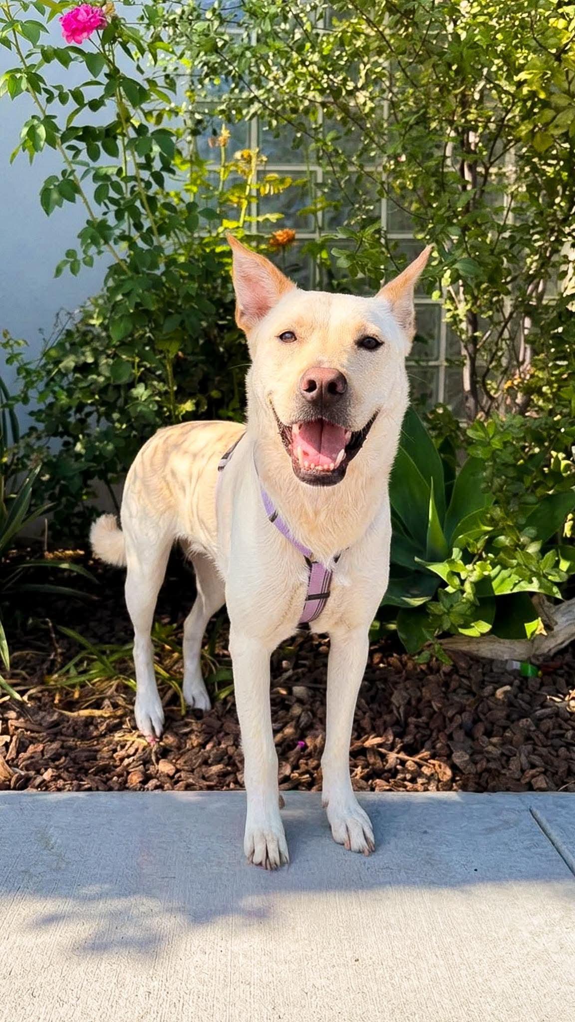Emmy- Out of Town Pet, Adoptable, Adult Female Labrador Retriever & German Shepherd Dog.