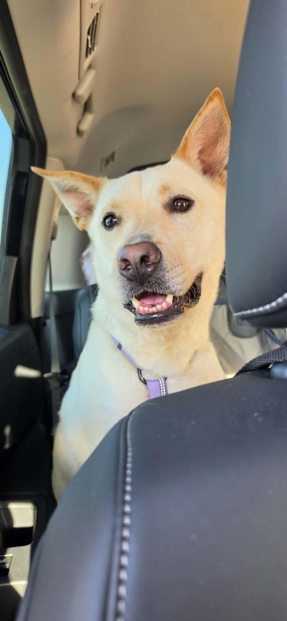 Emmy- Out of Town Pet, a Adoptable mixed breed in Eugene, OR image 2/3