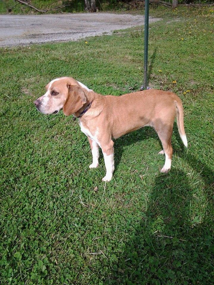 Enlarge Sunni, a Adopted mixed breed in Paris, IL image 1/1