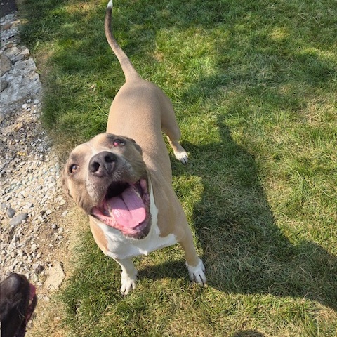 Chico, a Adoptable Pit Bull Terrier in Westchester, IL image 2/6