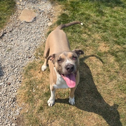 Chico, a Adoptable Pit Bull Terrier in Westchester, IL image 4/6