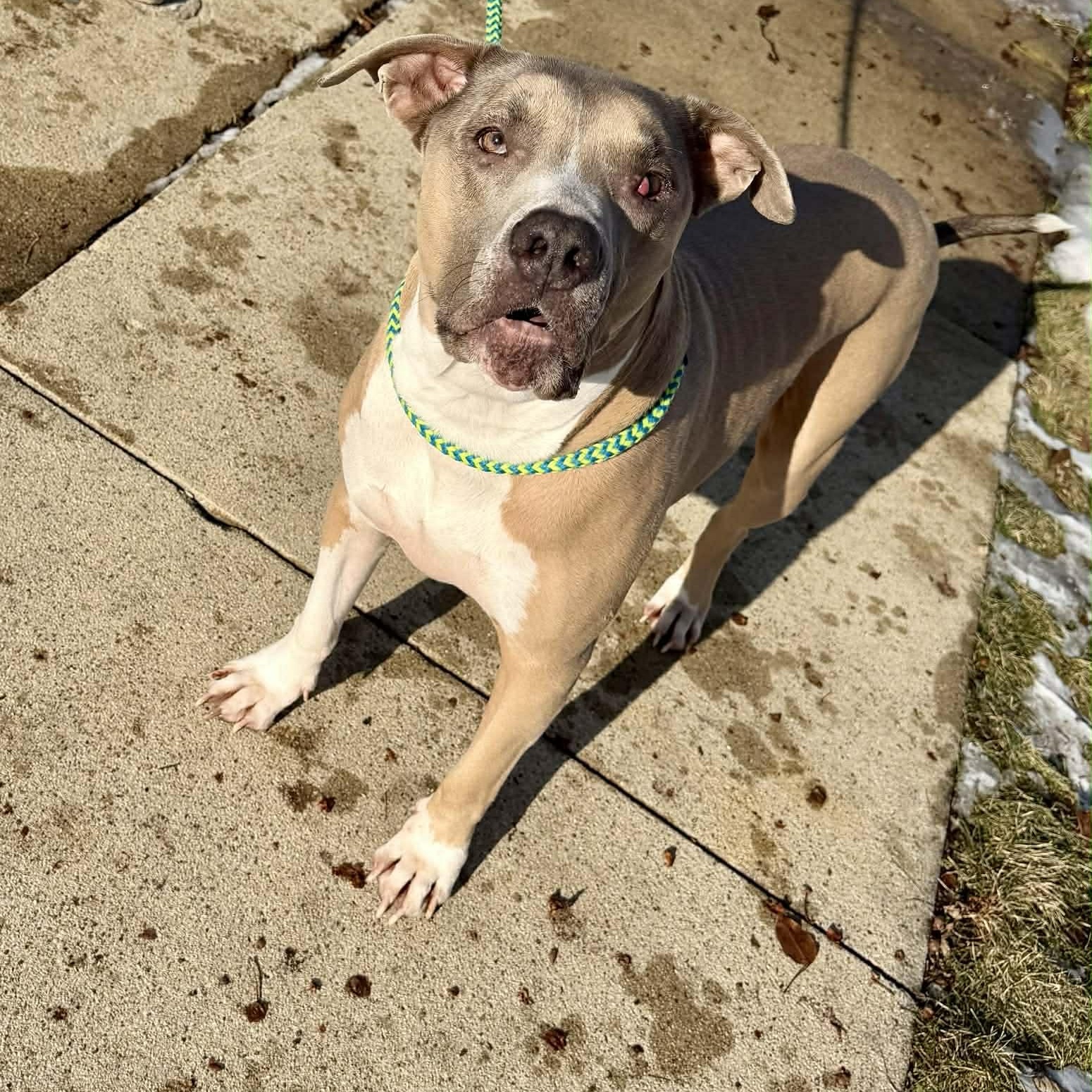 Enlarge Chico, a Adoptable Pit Bull Terrier in Westchester, IL image 3/6
