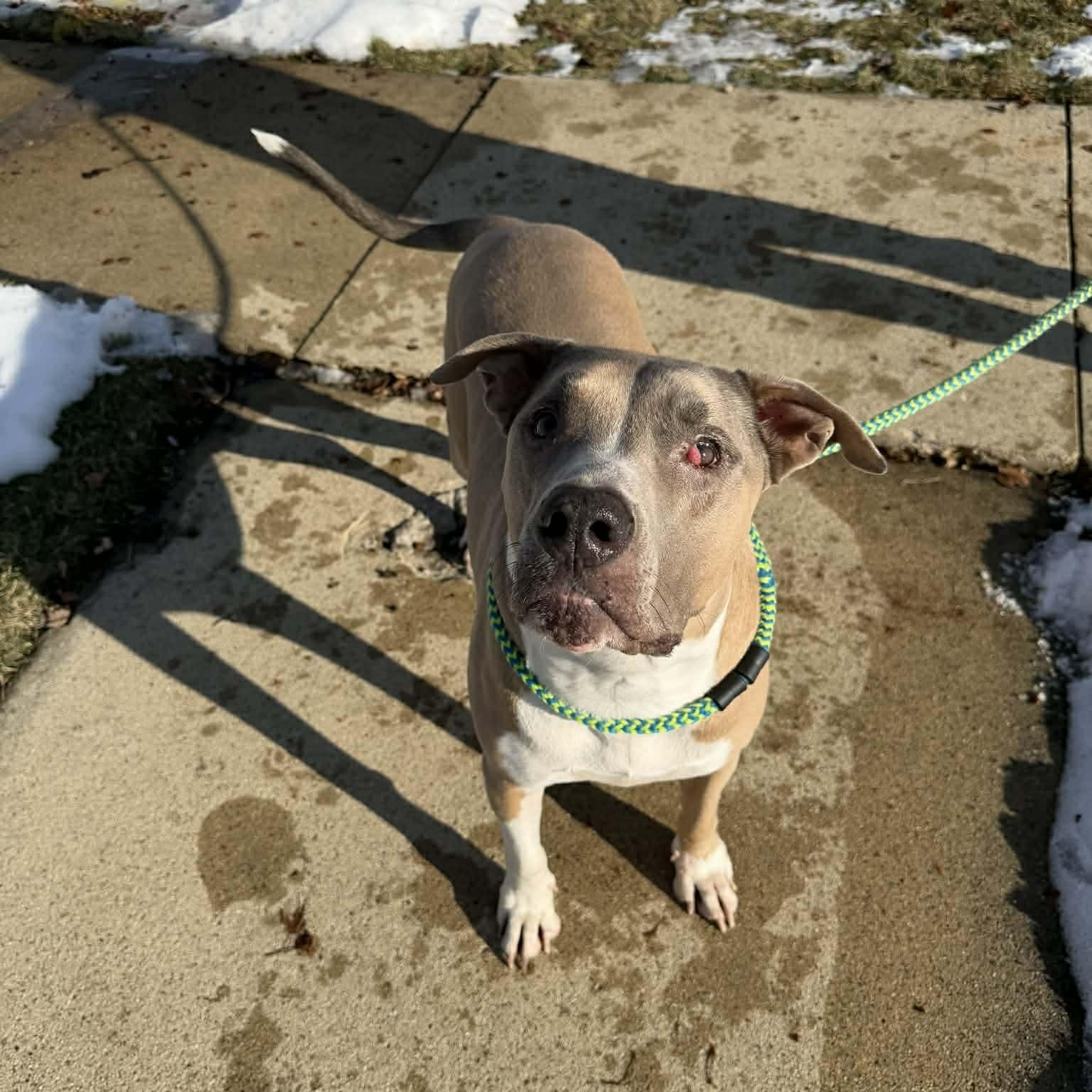 Enlarge Chico, a Adoptable Pit Bull Terrier in Westchester, IL image 5/6