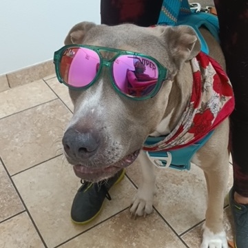 Chico, Adoptable, Adult Male Pit Bull Terrier.