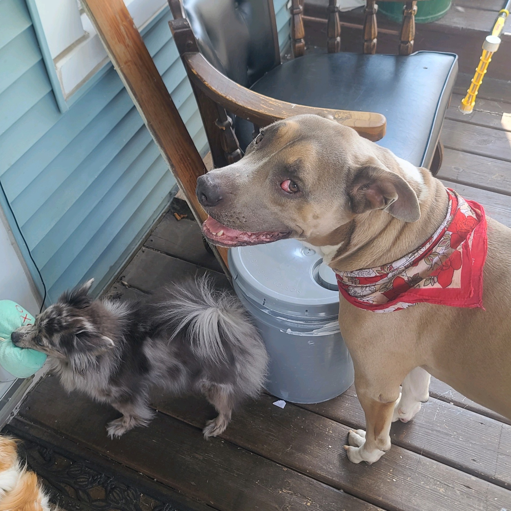 Chico, a Adoptable Pit Bull Terrier in Westchester, IL image 6/6