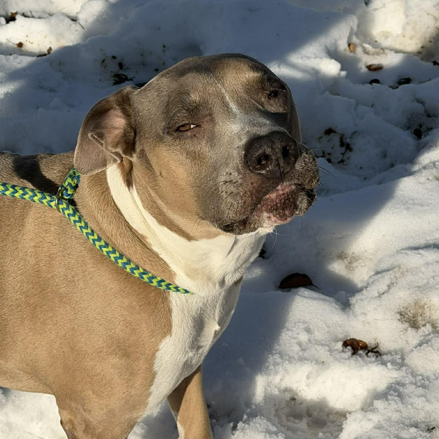 Enlarge Chico, a Adoptable Pit Bull Terrier in Westchester, IL image 6/6