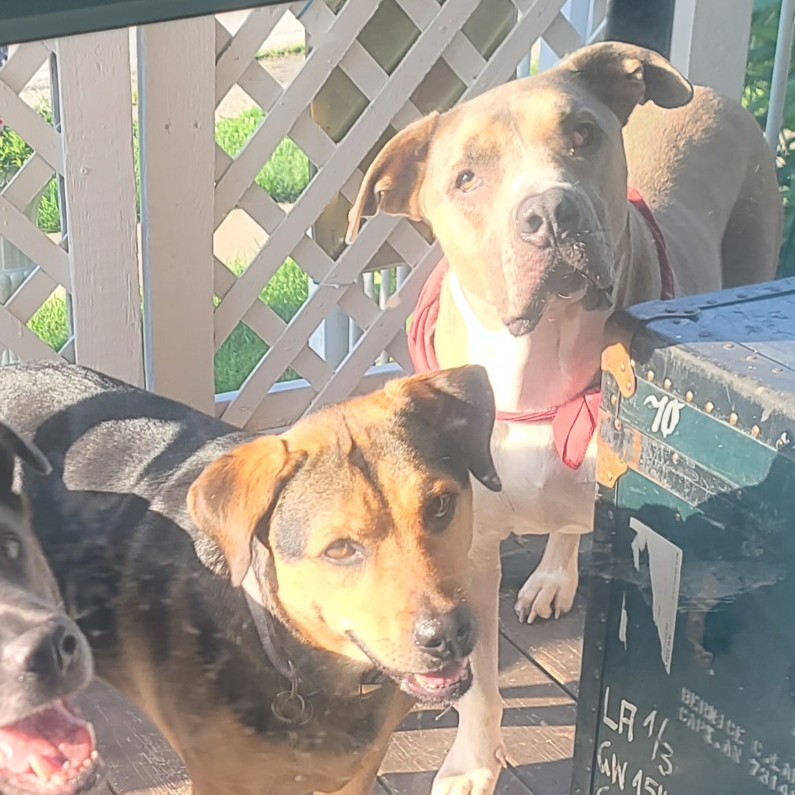 Chico, a Adoptable Pit Bull Terrier in Westchester, IL image 5/6