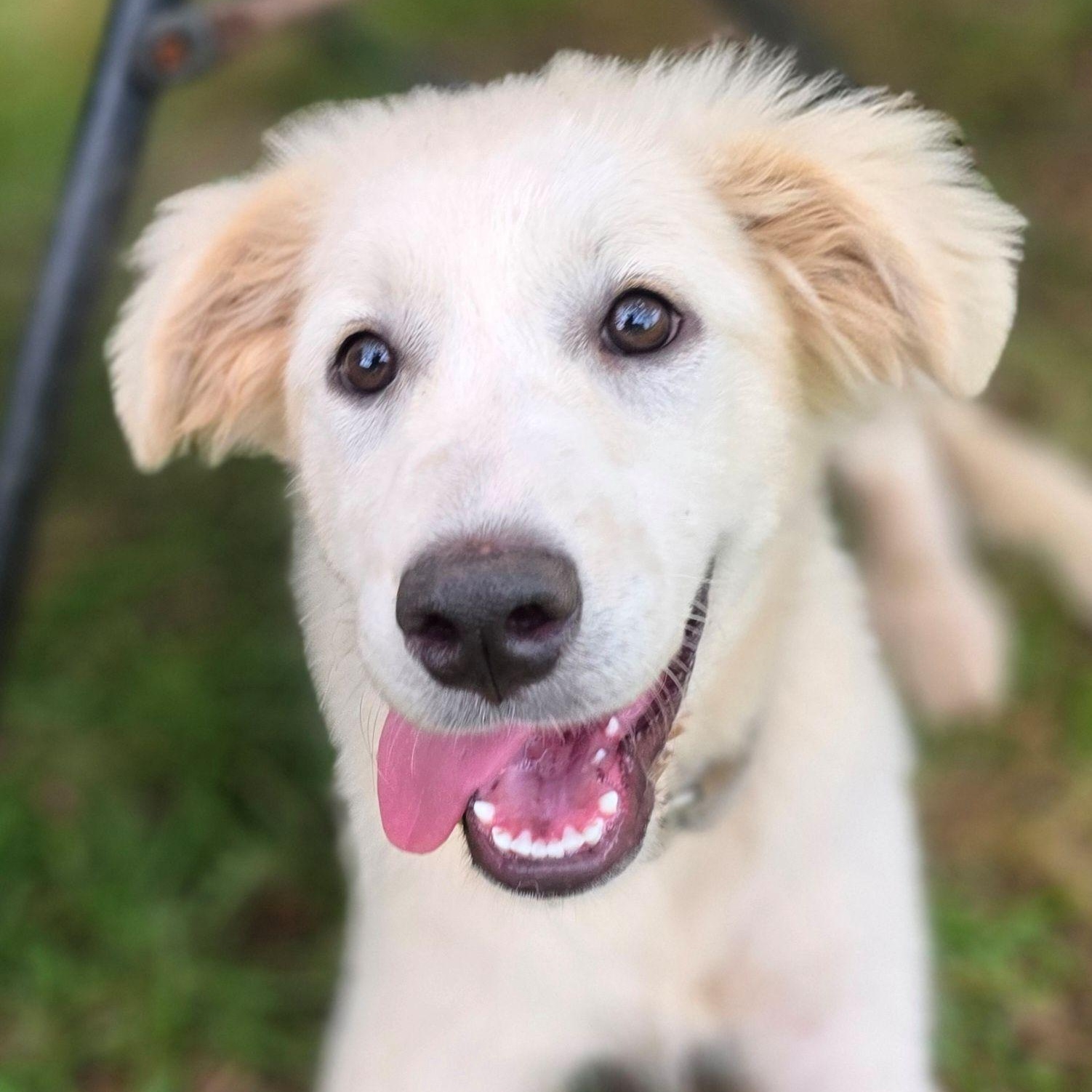 Enlarge Stacey Star, a ADOPTABLE Great Pyrenees in Atlanta, GA image 5/6