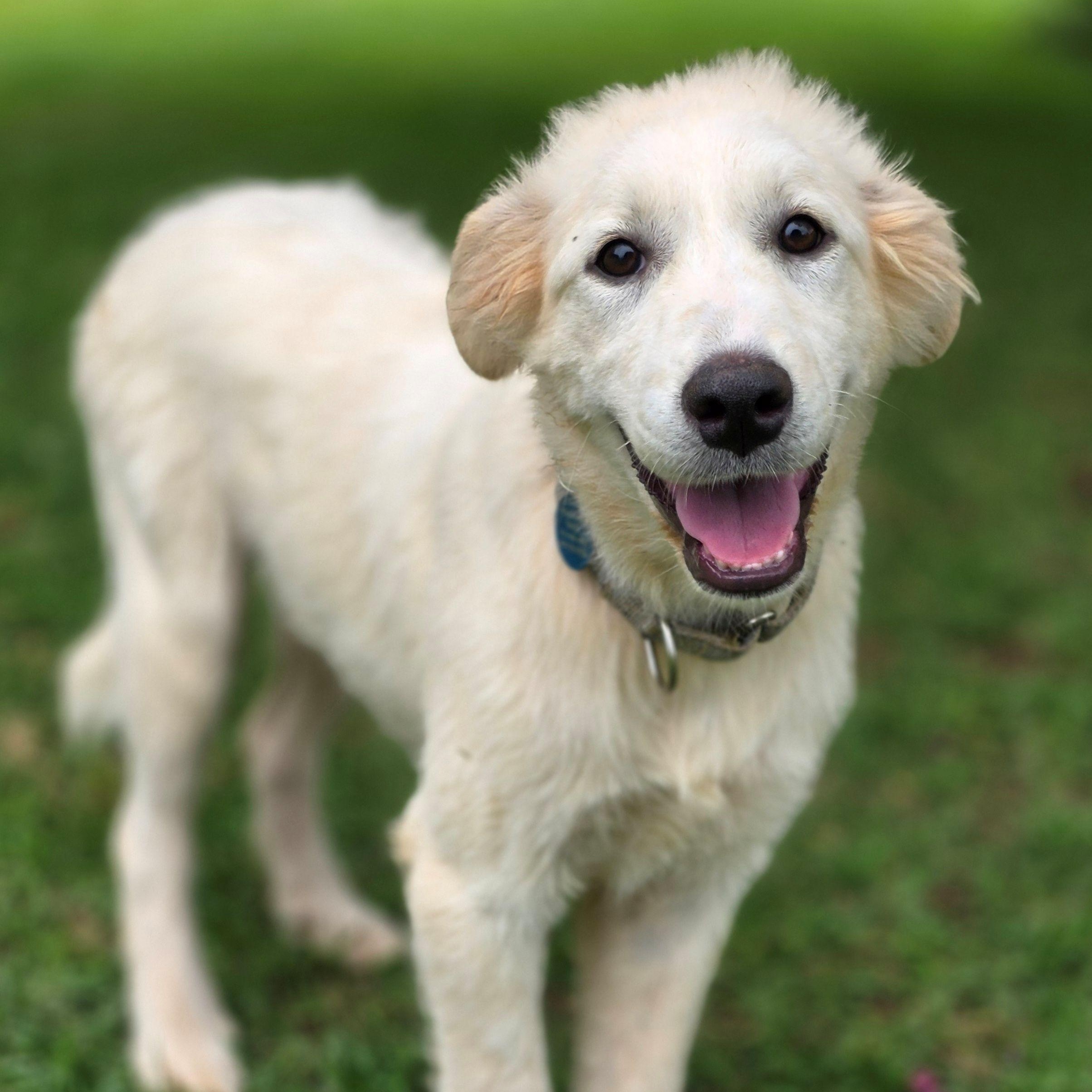 Enlarge Stacey Star, a ADOPTABLE Great Pyrenees in Atlanta, GA image 2/6