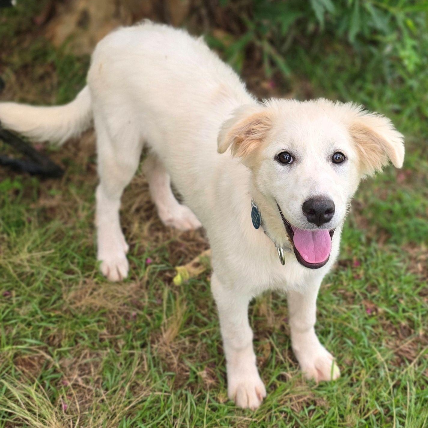 Enlarge Stacey Star, a ADOPTABLE Great Pyrenees in Atlanta, GA image 4/6