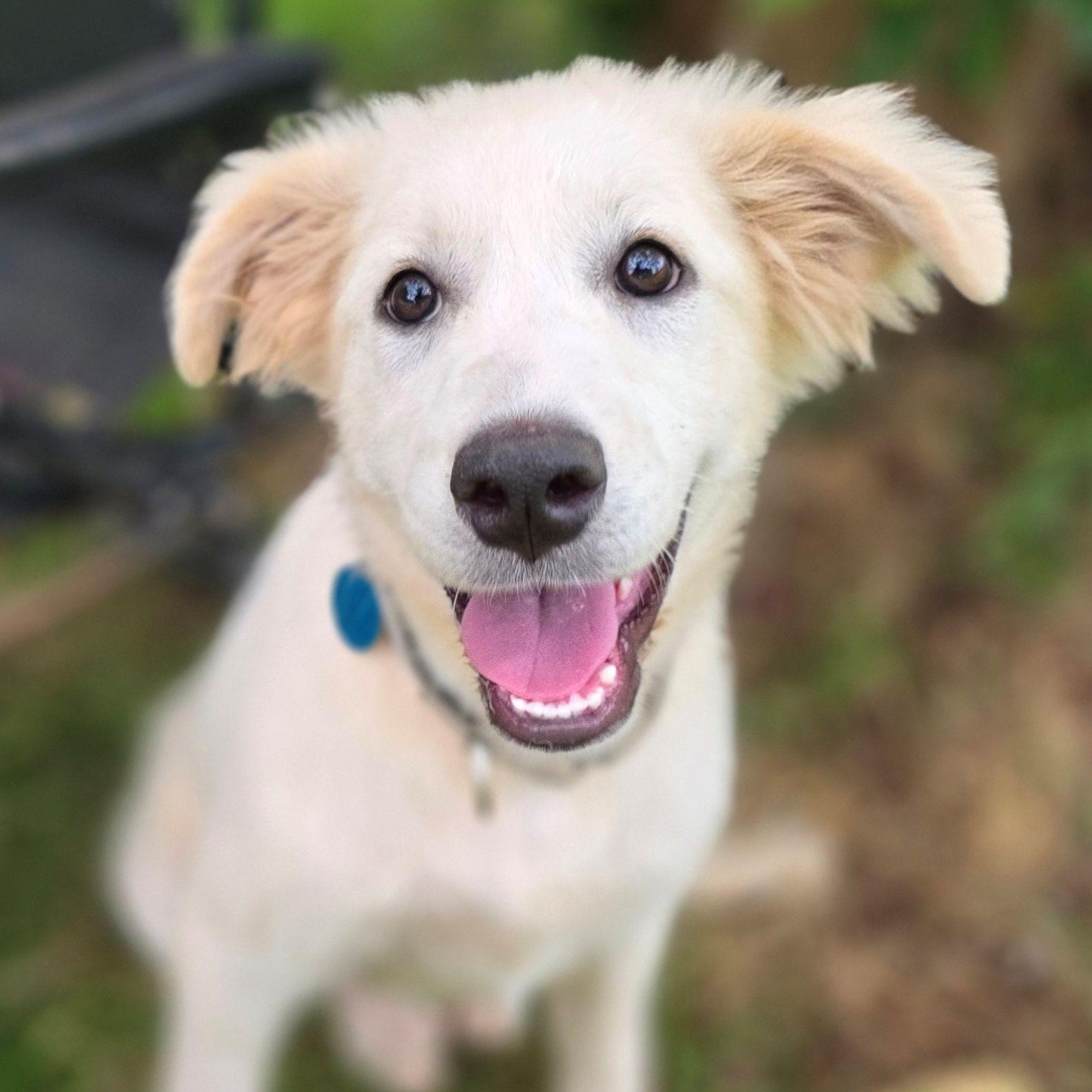 Enlarge Stacey Star, a ADOPTABLE Great Pyrenees in Atlanta, GA image 3/6