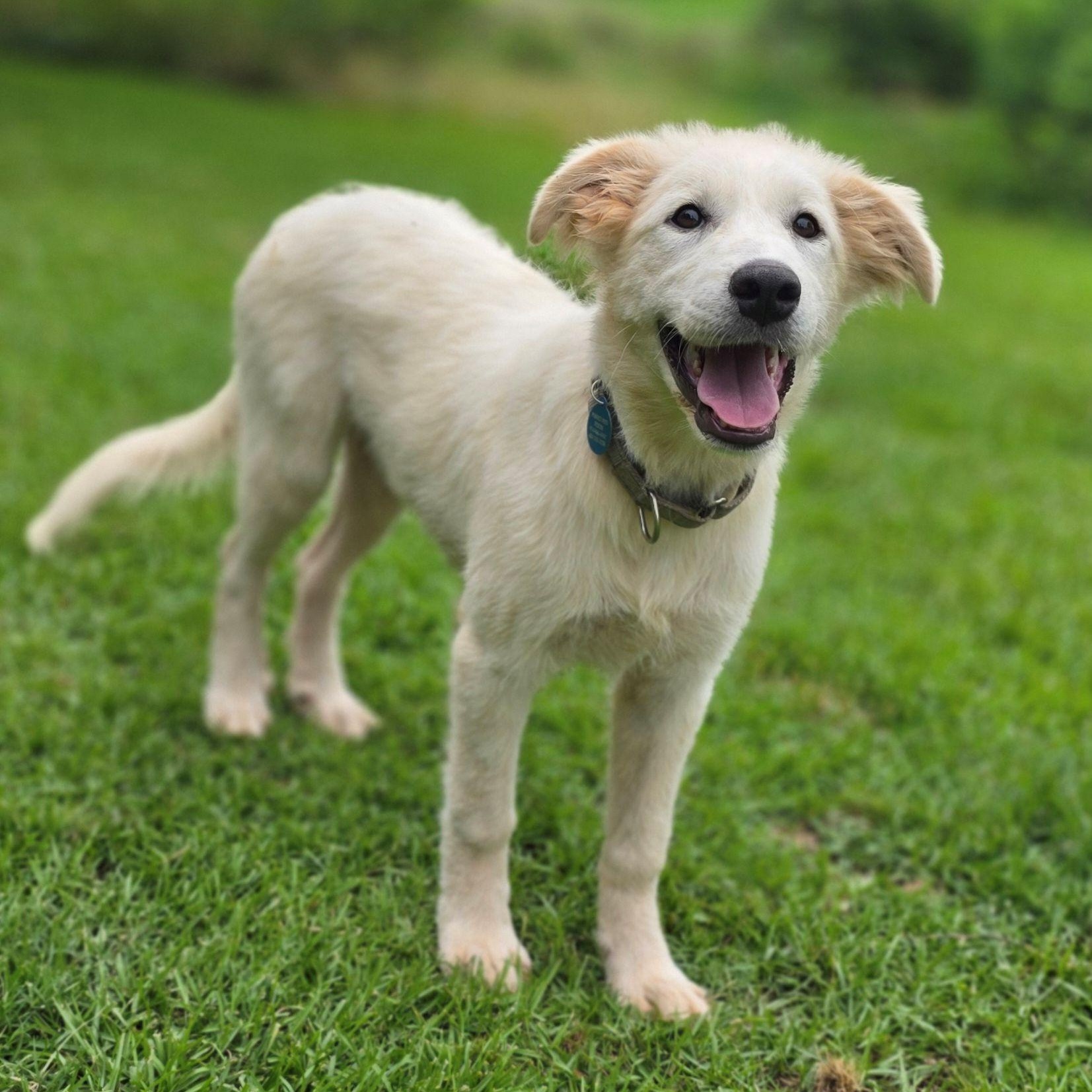 Enlarge Stacey Star, a ADOPTABLE Great Pyrenees in Atlanta, GA image 6/6