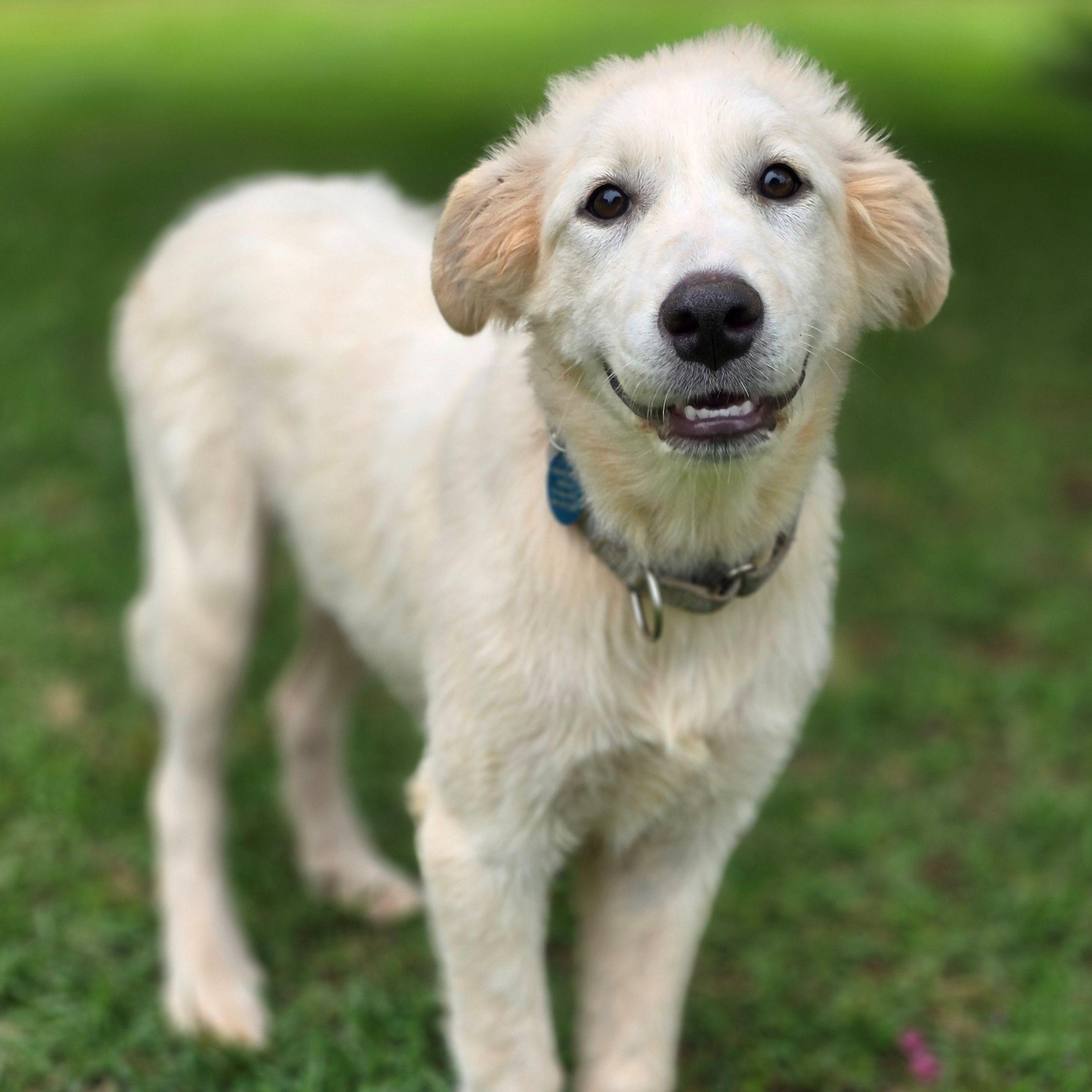 Enlarge Stacey Star, a ADOPTABLE Great Pyrenees in Atlanta, GA image 1/6
