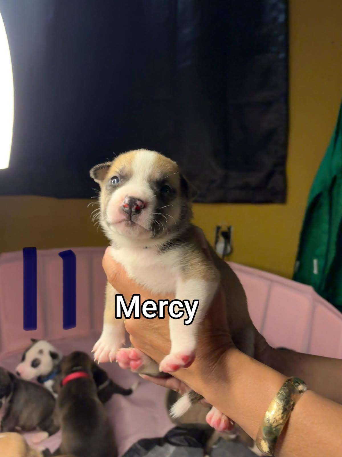 Enlarge Mercy, an adopted mixed breed in Atascadero , CA image 3/3