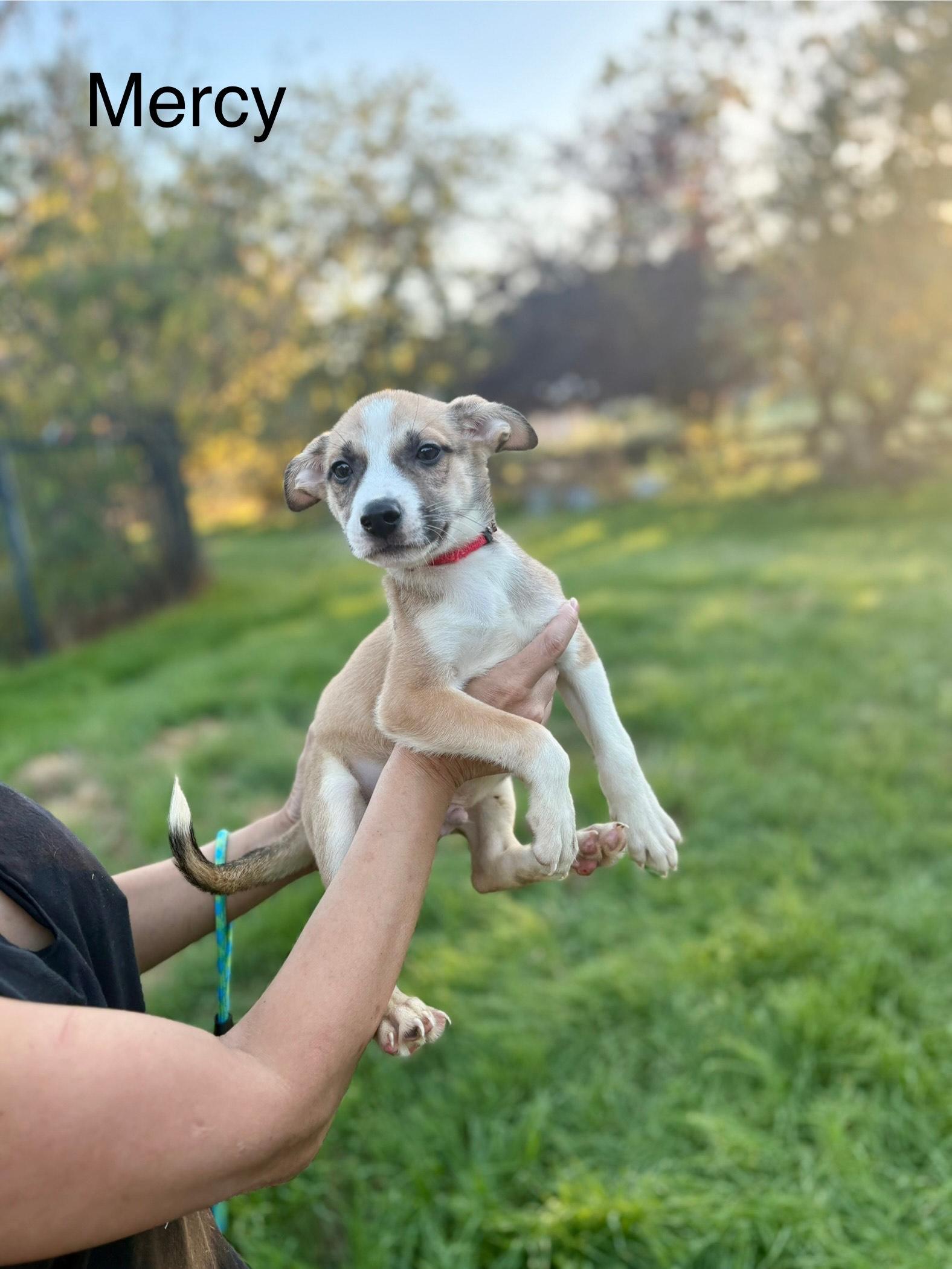 Enlarge Mercy, an adopted mixed breed in Atascadero , CA image 1/3