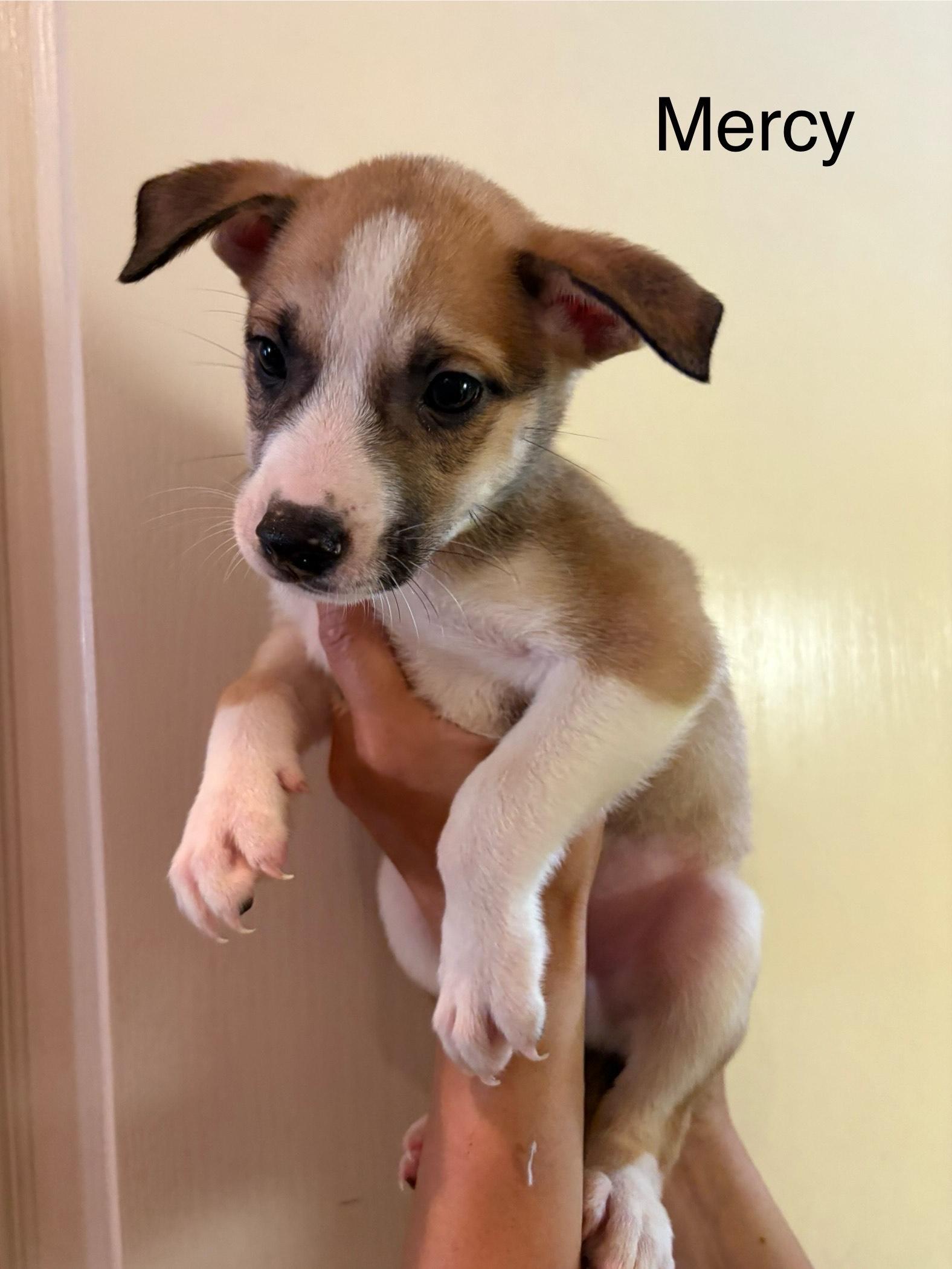 Enlarge Mercy, an adopted mixed breed in Atascadero , CA image 2/3