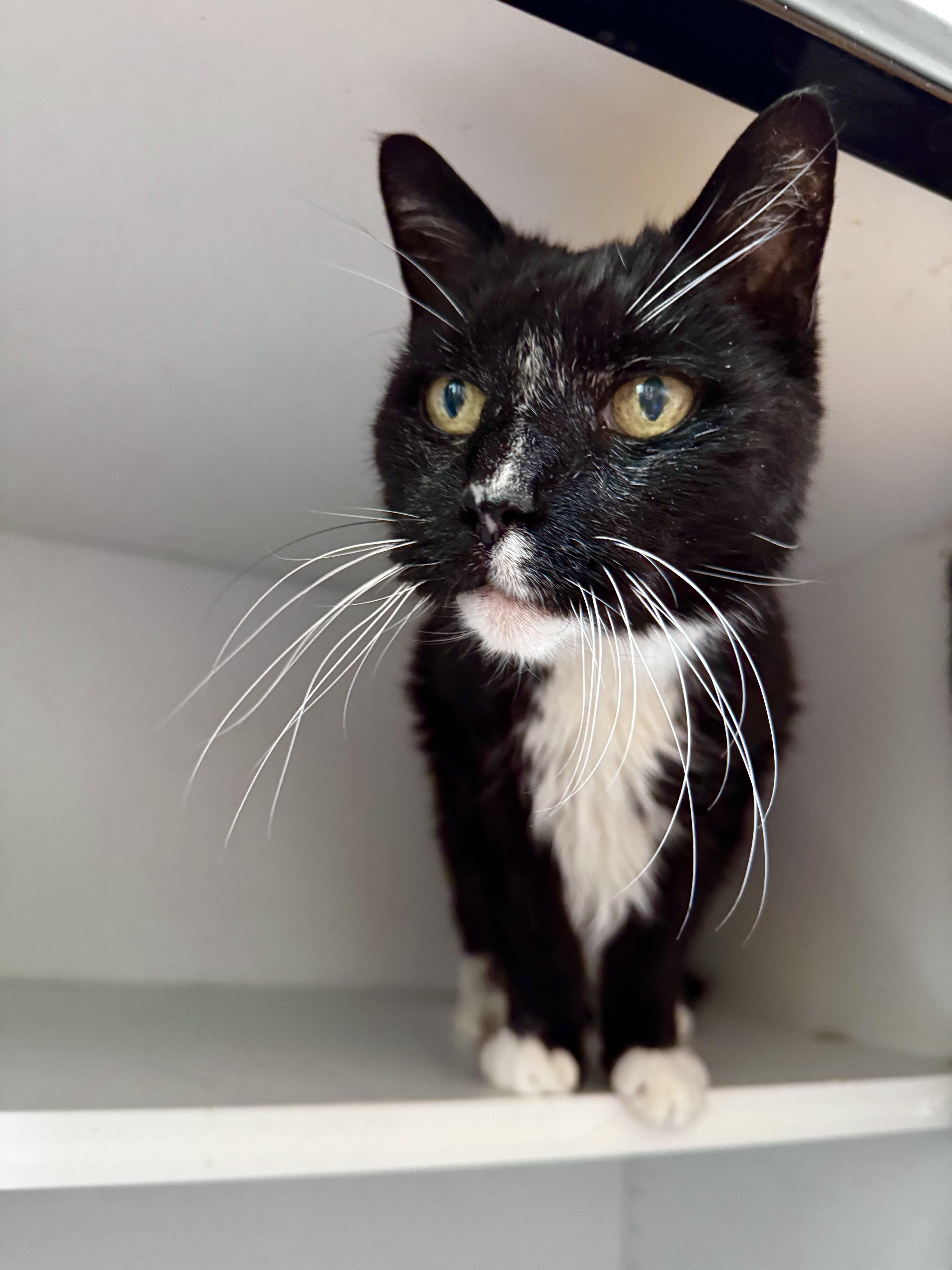Forest, a ADOPTABLE Domestic Medium Hair in Ramsey, NJ image 5/6