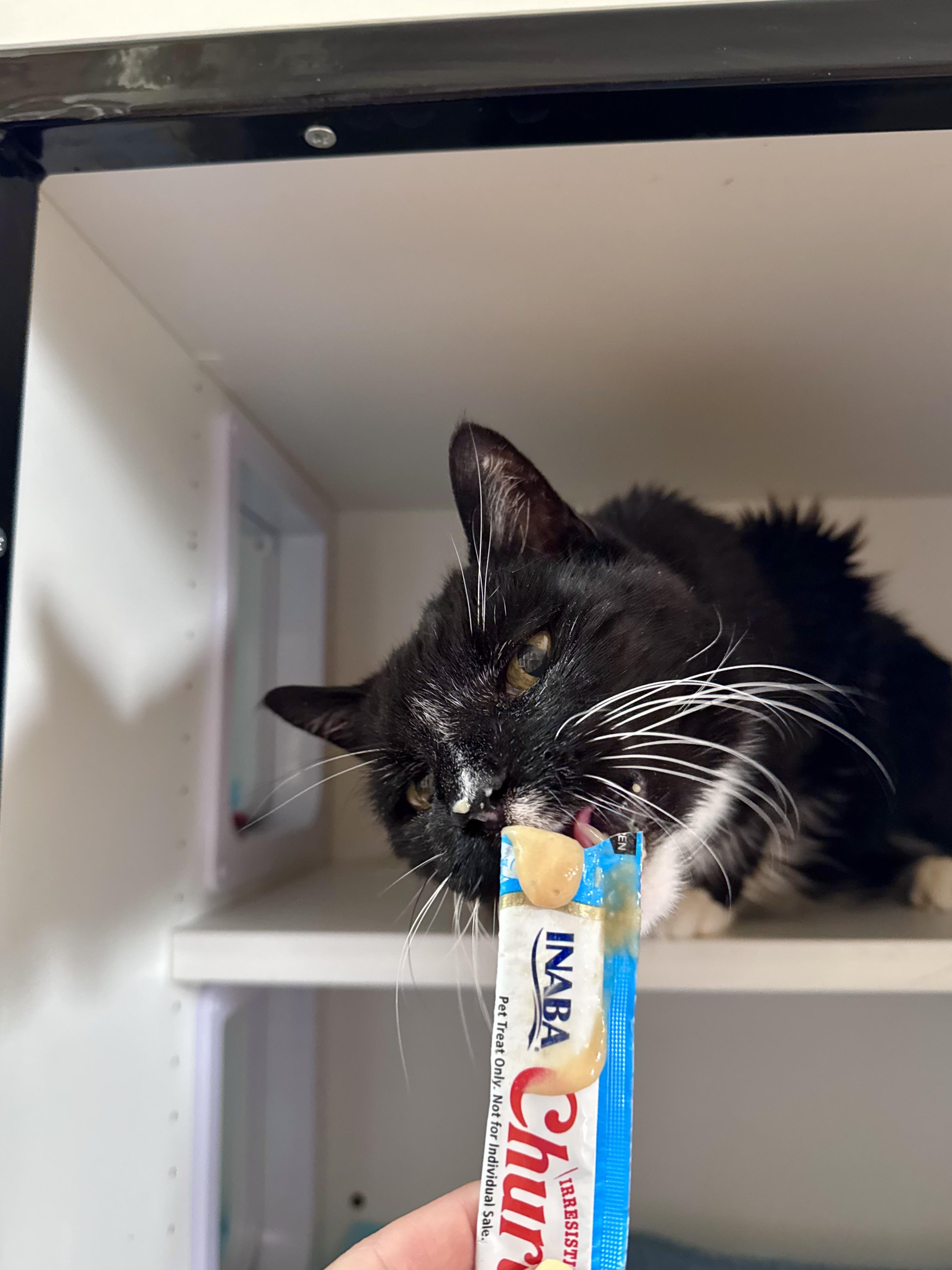 Forest, a ADOPTABLE Domestic Medium Hair in Ramsey, NJ image 3/6
