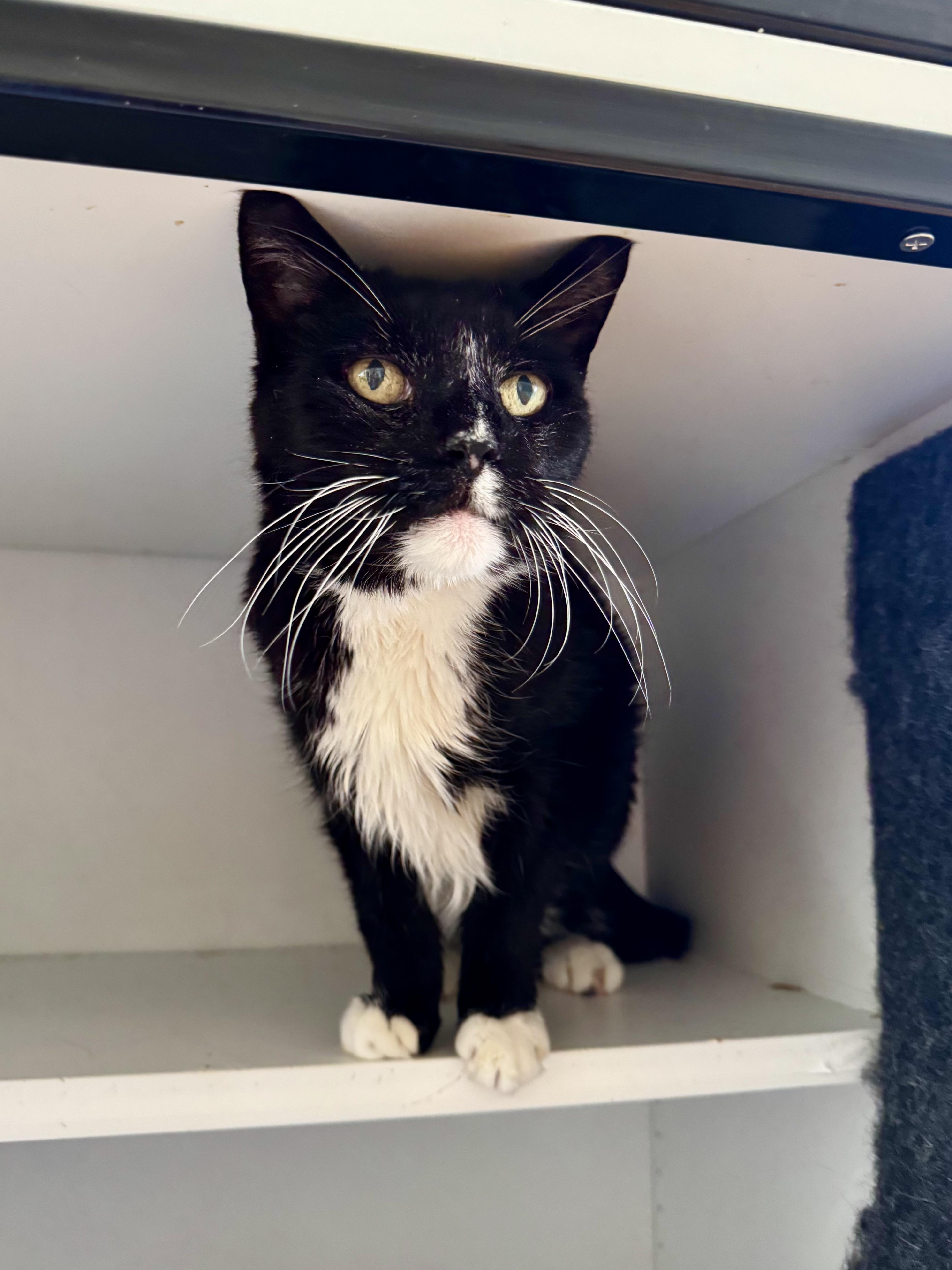 Forest, a ADOPTABLE Domestic Medium Hair in Ramsey, NJ image 2/6
