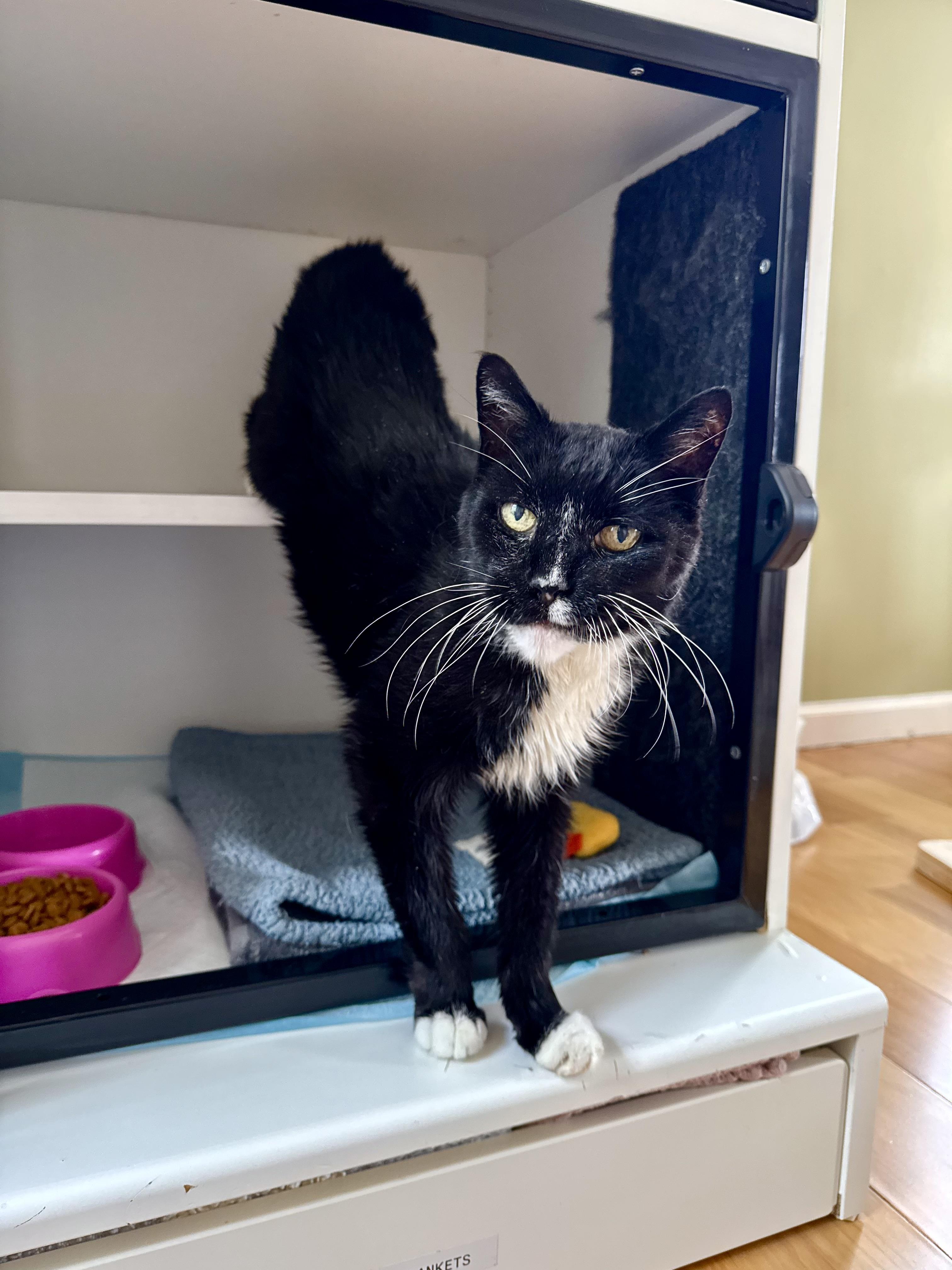 Forest, a ADOPTABLE Domestic Medium Hair in Ramsey, NJ image 4/6