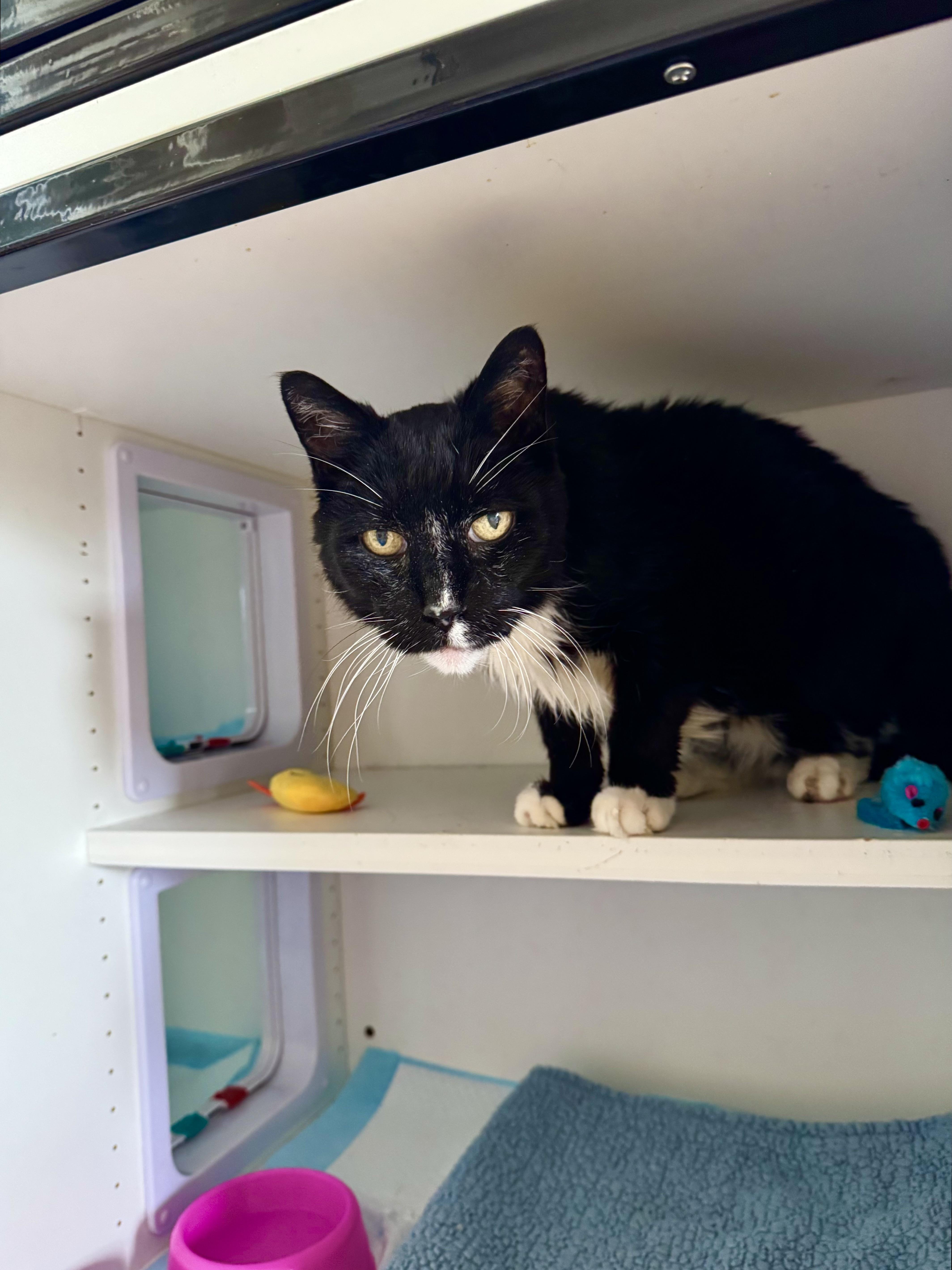 Forest, ADOPTABLE, Senior Male Domestic Medium Hair.