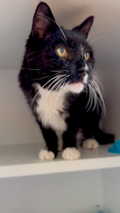 Enlarge Forest, a ADOPTABLE Domestic Medium Hair in Ramsey, NJ video 6/6