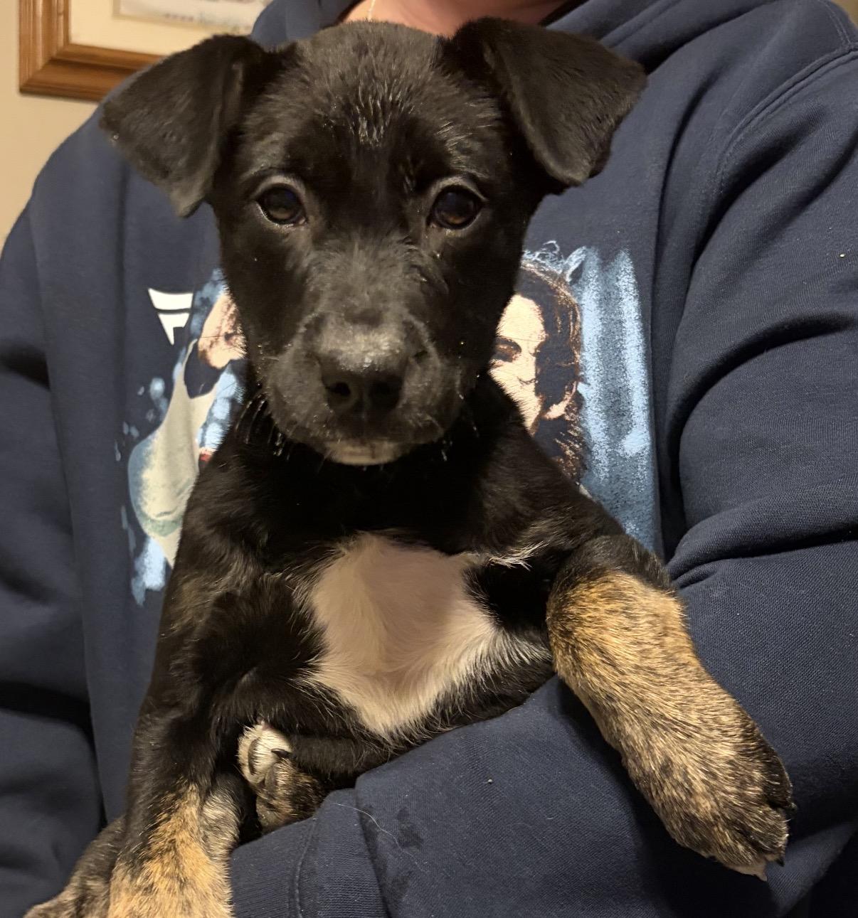 Raine , Adoptable, Puppy Female Black Labrador Retriever & Rottweiler.