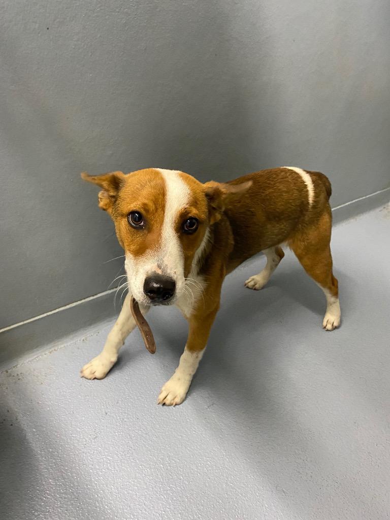 Enlarge Jake, a Adoptable mixed breed in Cartersville , GA image 1/1