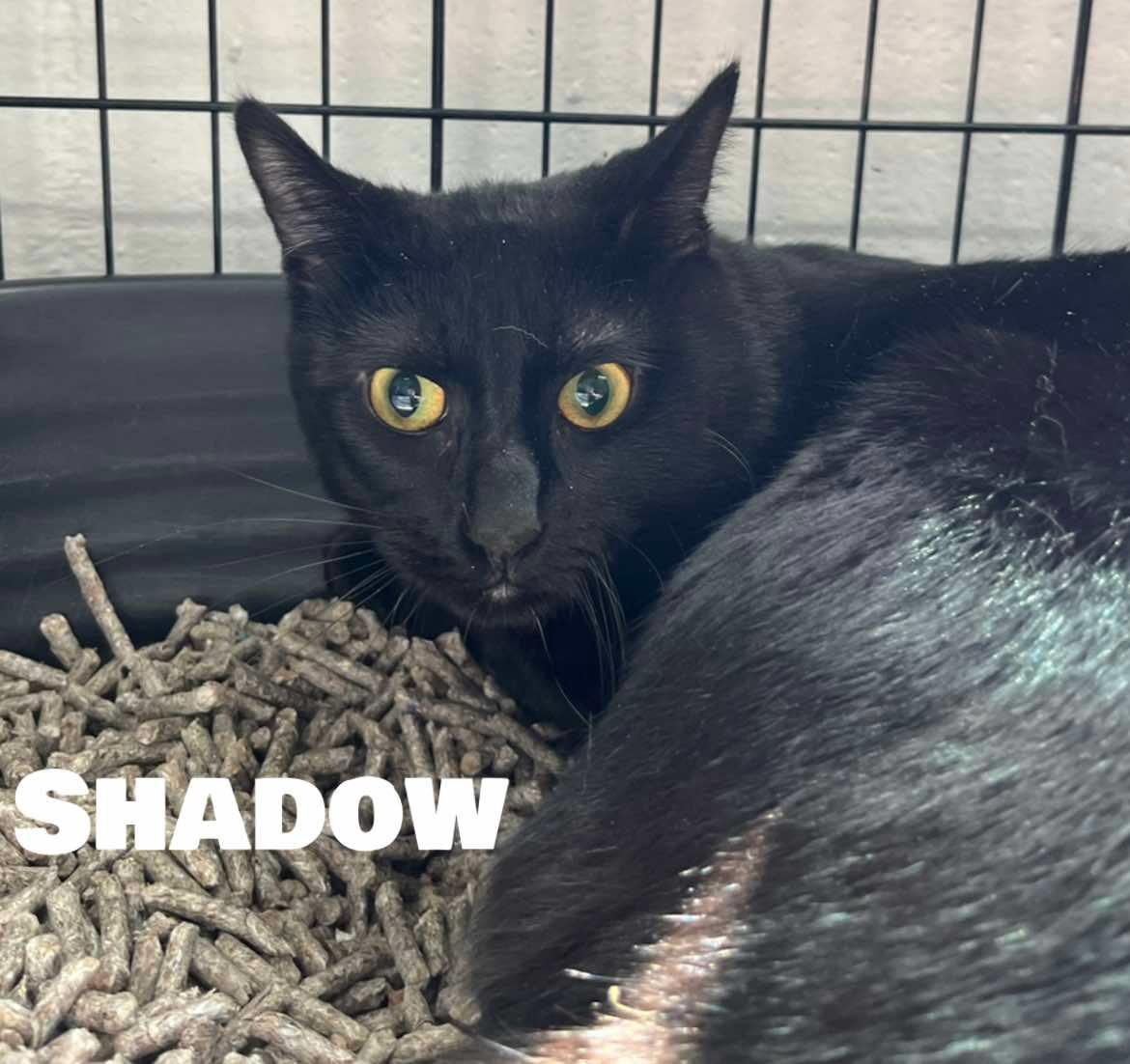 Enlarge Shadow, a Adoptable American Shorthair in Quincy, MI image 1/1